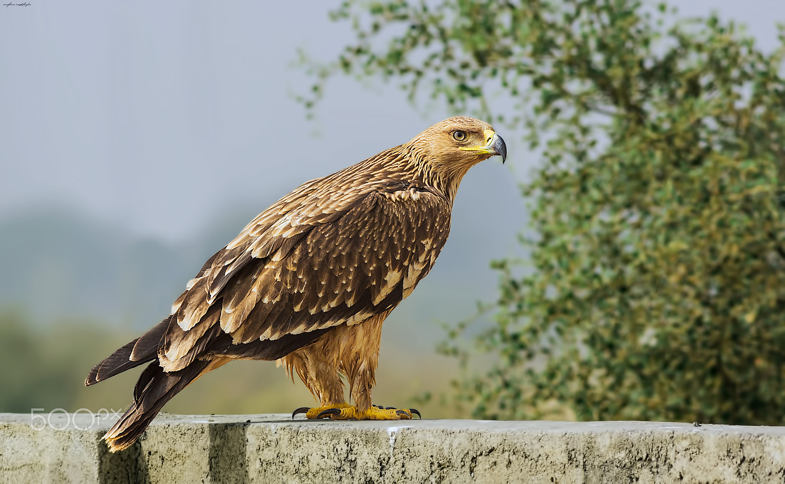 Canon EOS 60D + Canon EF 400mm F5.6L USM sample photo. Eastern imperial eagle - juvenile photography