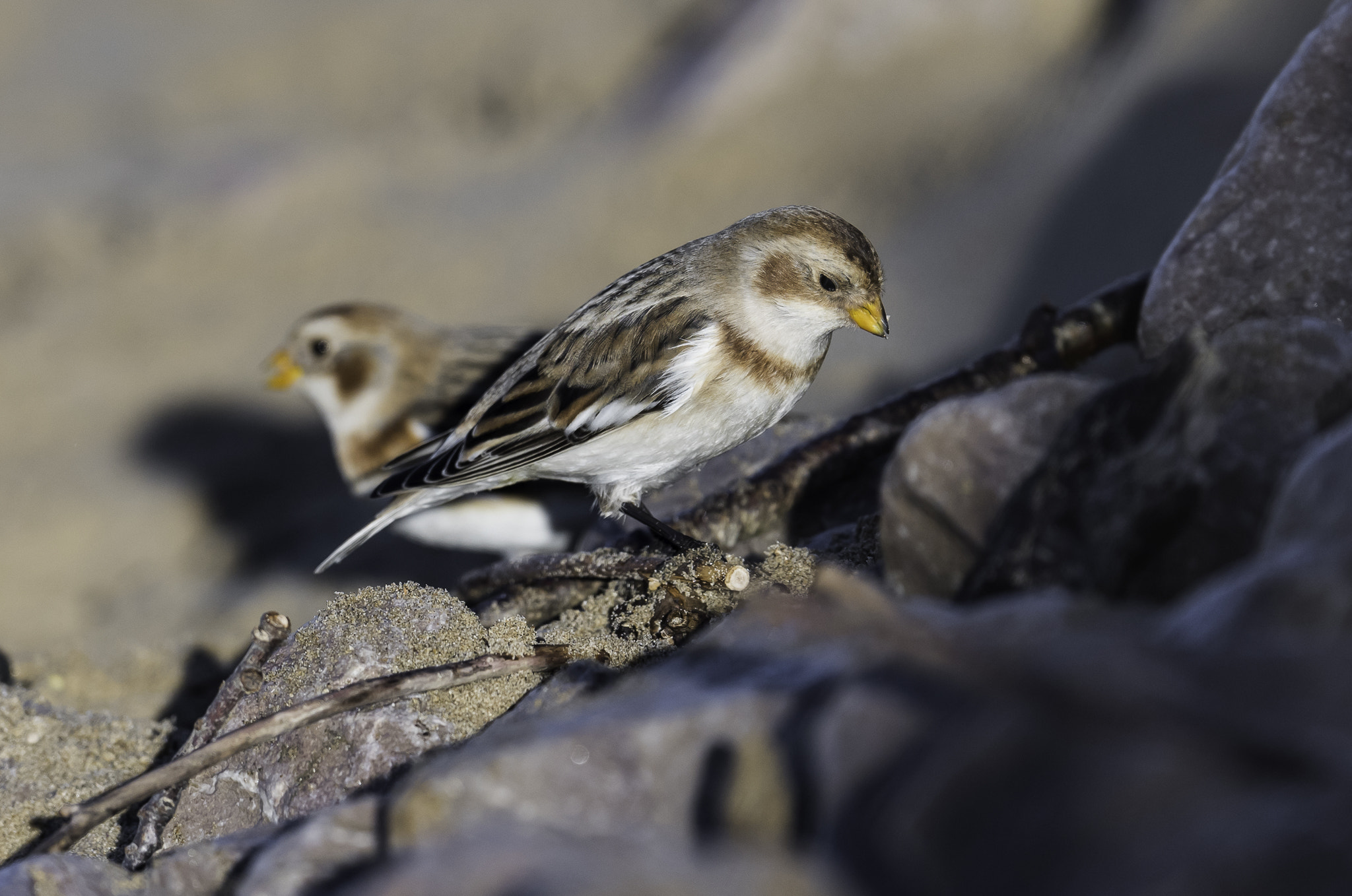 Nikon AF-S Nikkor 500mm F4E FL ED VR sample photo. Dsc photography