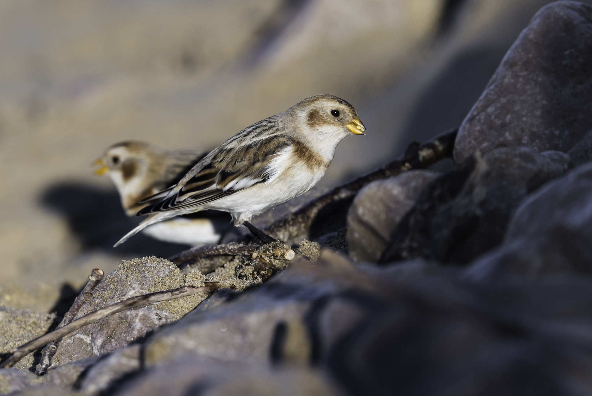 Nikon AF-S Nikkor 500mm F4E FL ED VR sample photo. Dsc photography