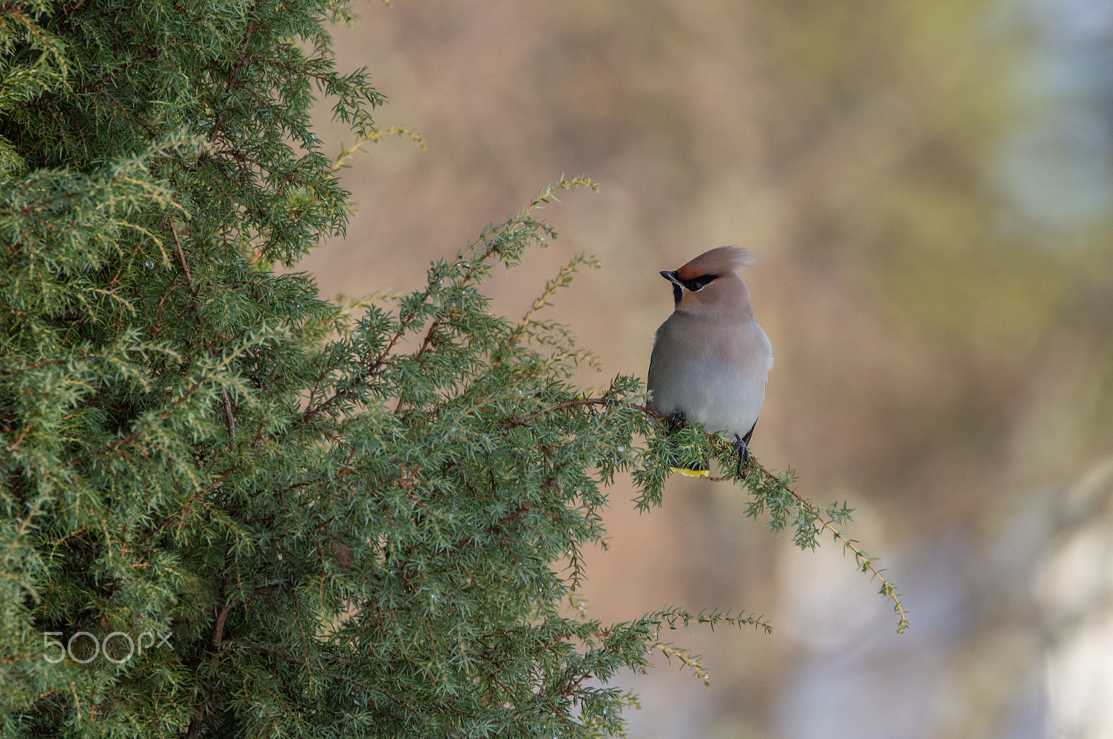 Sigma 150-600mm F5-6.3 DG OS HSM | C sample photo. Bombycilla garrulus photography