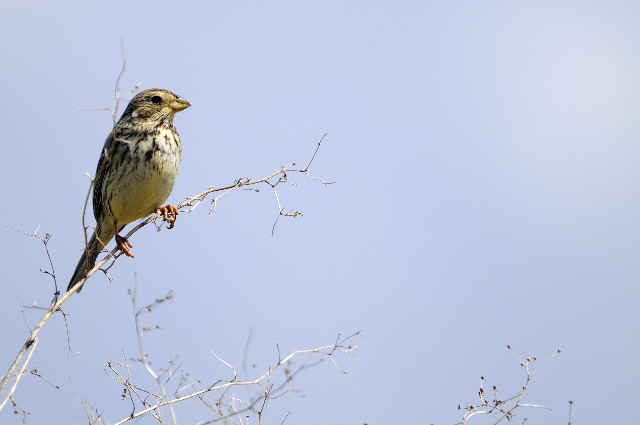 Nikon AF-S Nikkor 400mm F2.8G ED VR II sample photo. House sparrow photography