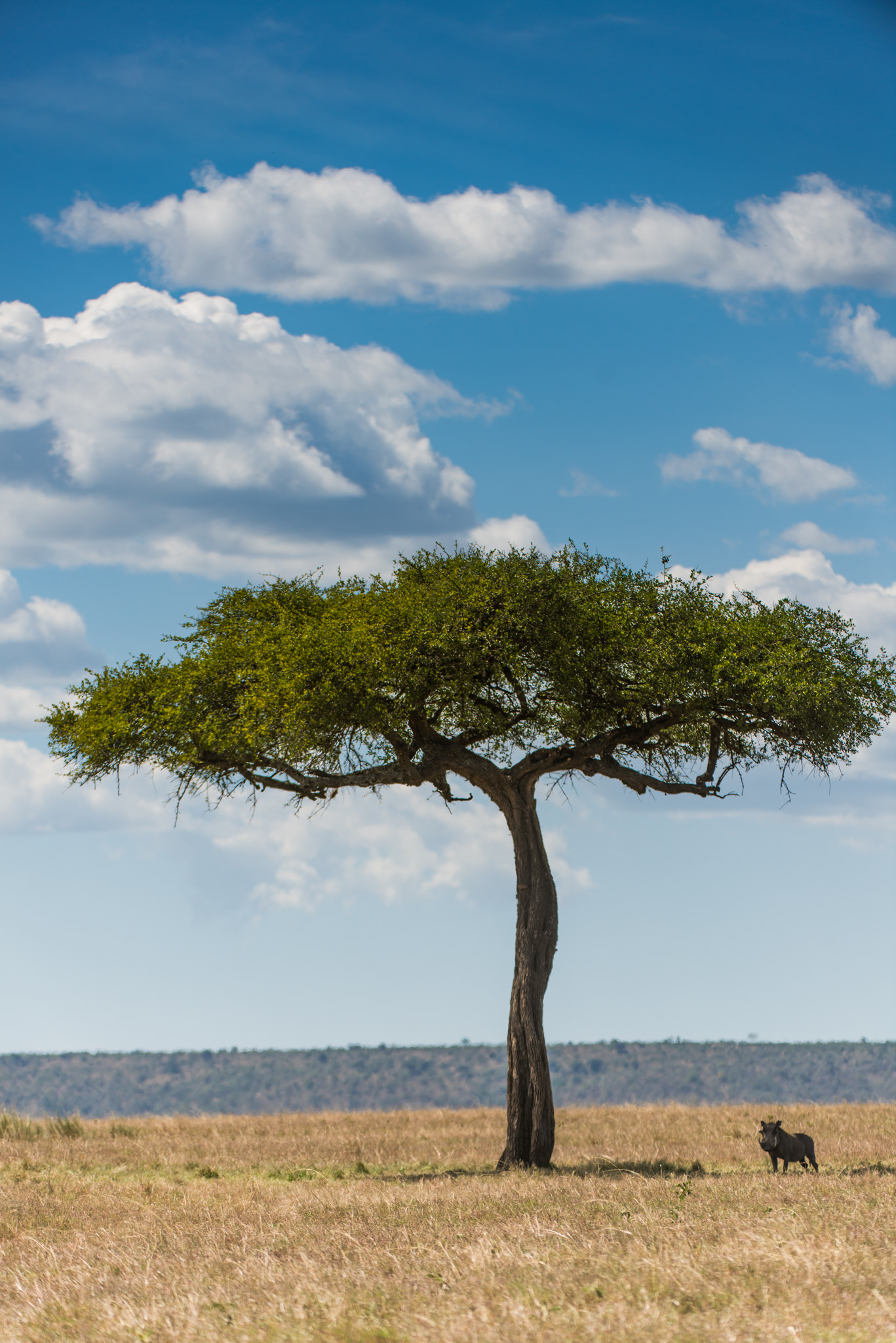 Nikon AF-S Nikkor 200-400mm F4G ED-IF VR sample photo. Lone warthog stands under an acacia tree photography