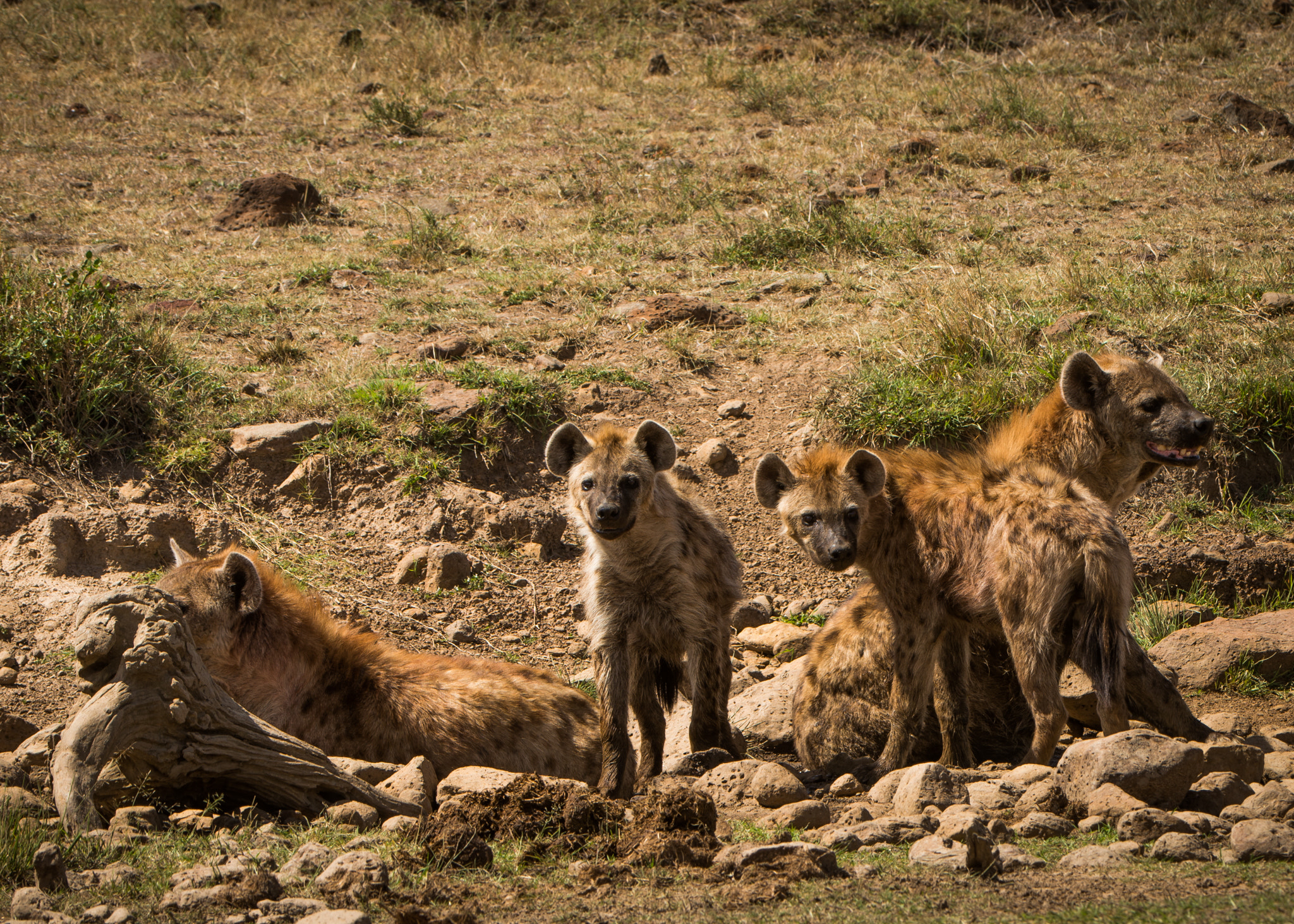 Nikon D600 + Nikon AF-S Nikkor 200-400mm F4G ED-IF VR sample photo. Wild hyena pack lounges around photography