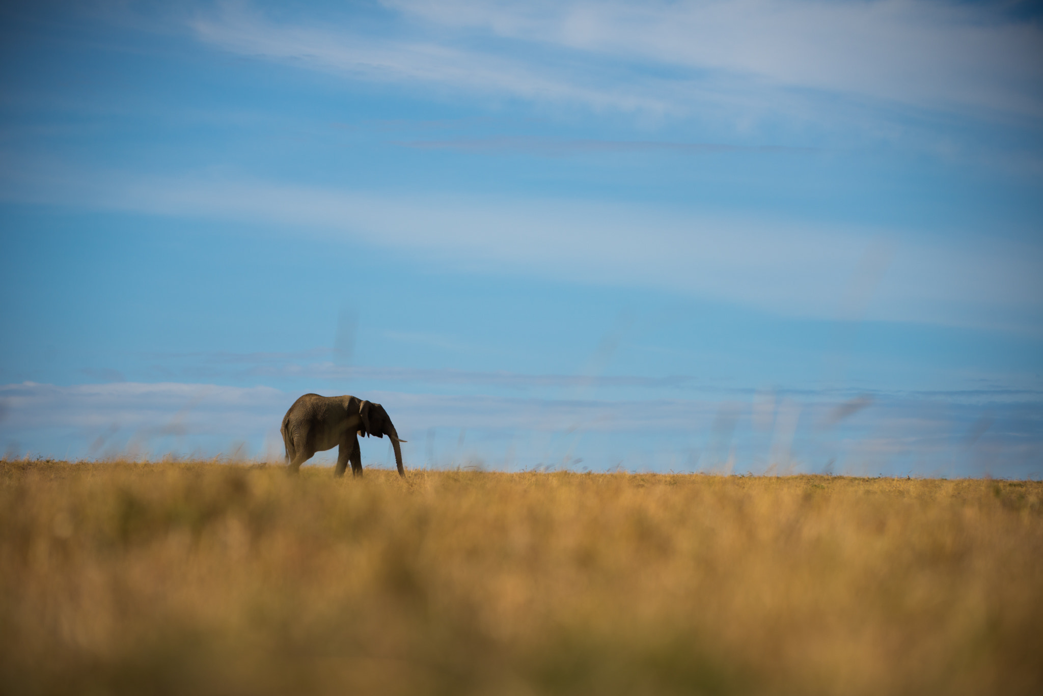 Nikon D600 + Nikon AF-S Nikkor 200-400mm F4G ED-IF VR sample photo. Lone elephant wanders across grassland photography