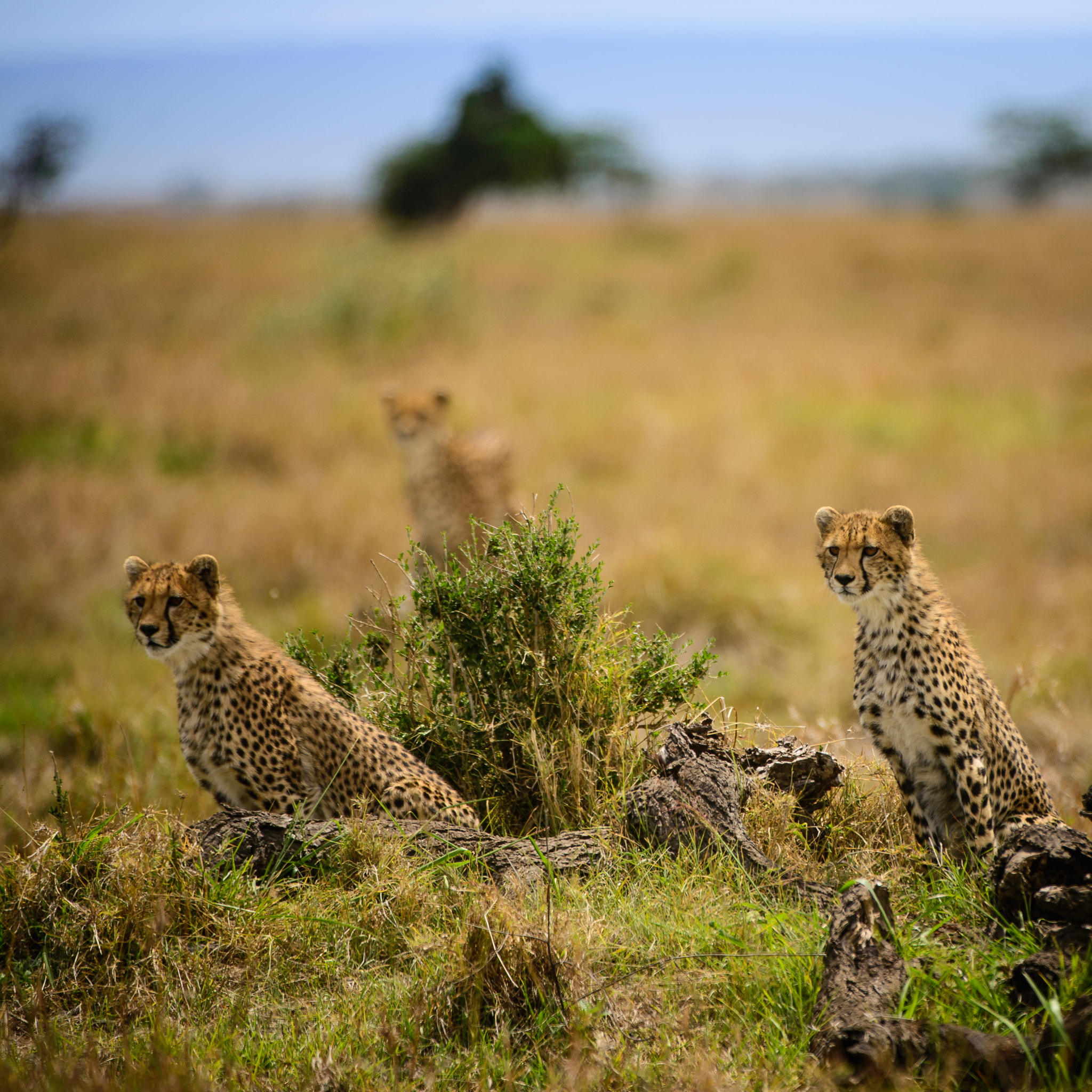Nikon D600 sample photo. Wild cheetah family watch antelope intently photography