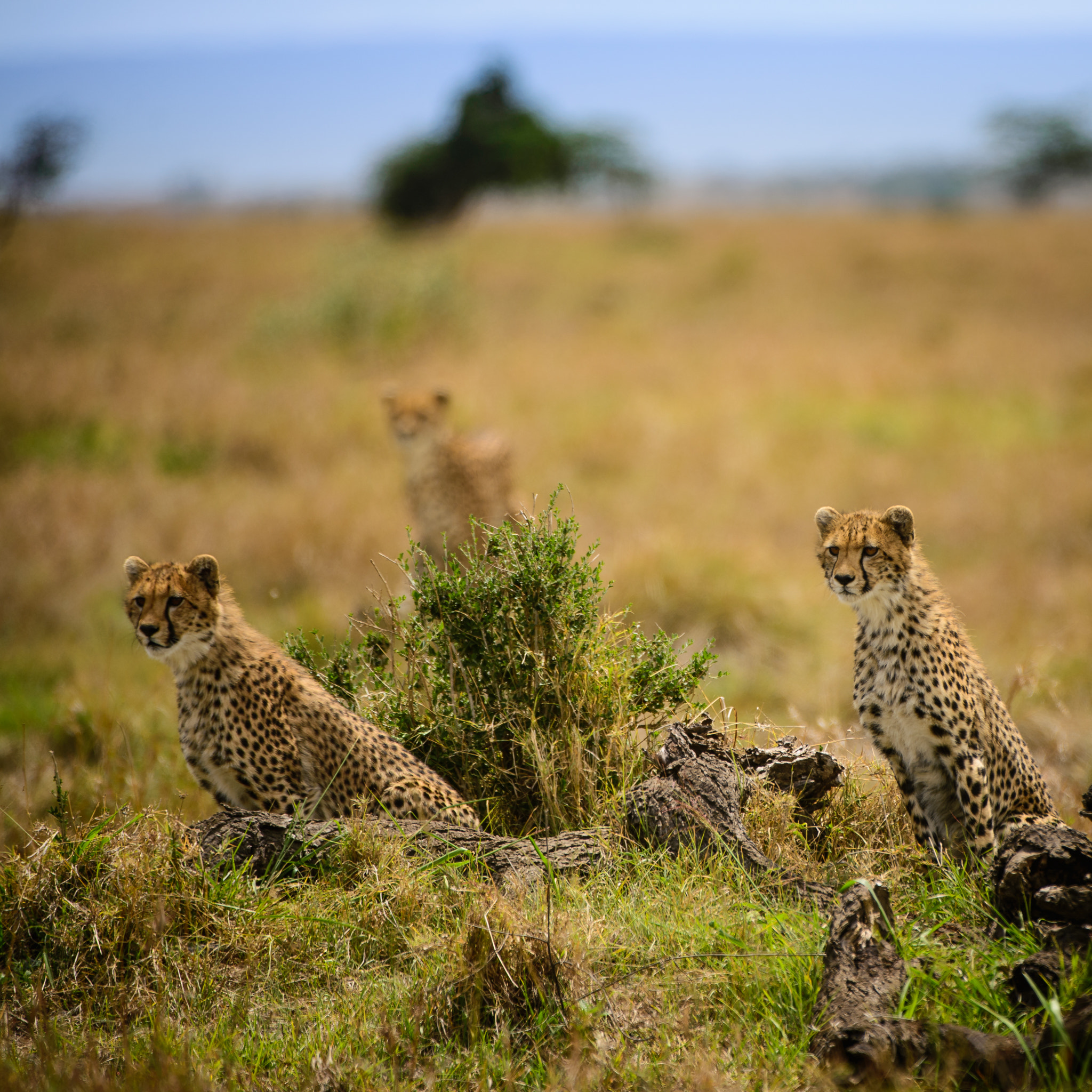 Nikon D600 + Nikon AF-S Nikkor 200-400mm F4G ED-IF VR sample photo. Wild cheetah family watch antelope intently photography