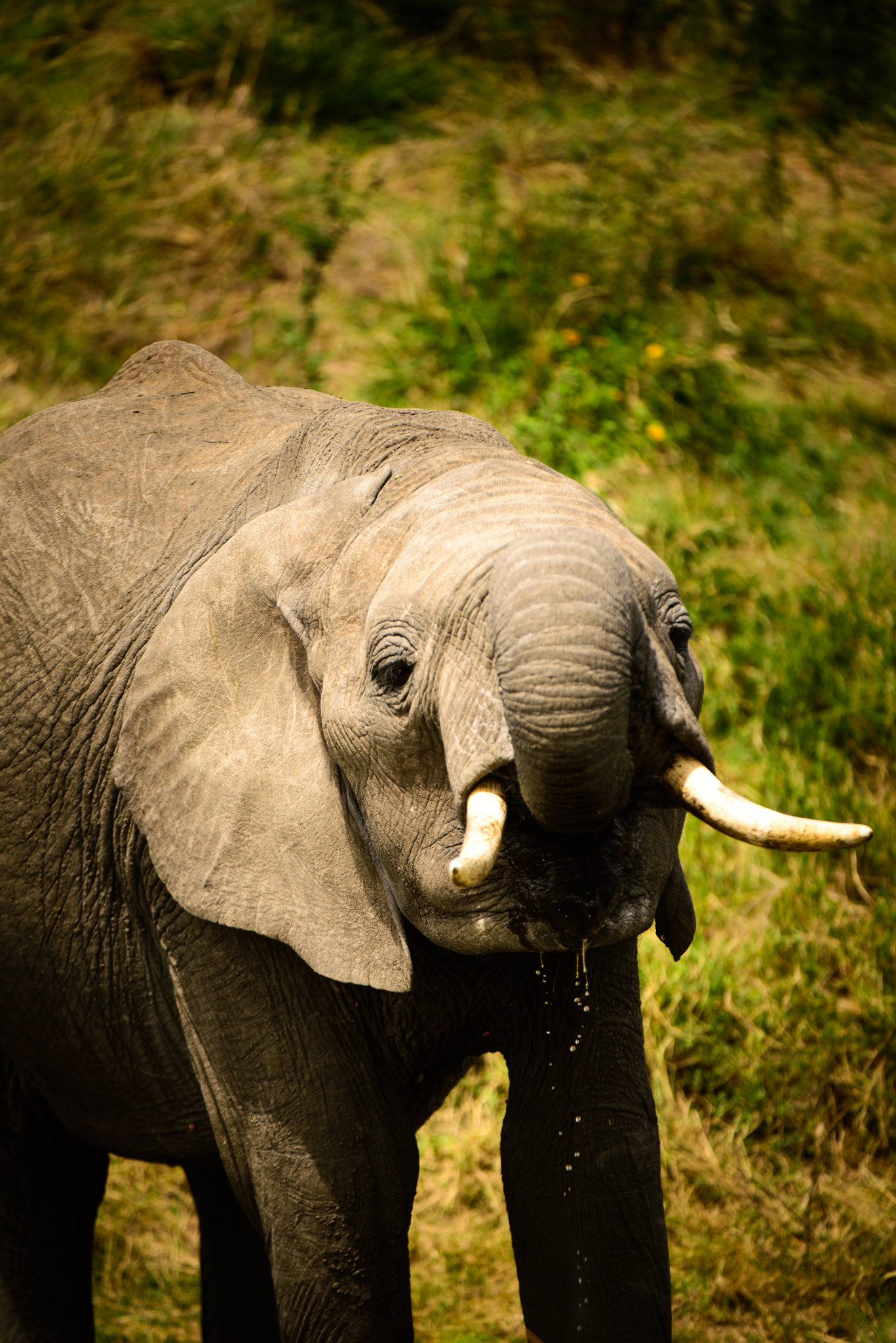 Nikon D600 + Nikon AF-S Nikkor 200-400mm F4G ED-IF VR sample photo. Elephant drinking from stream photography