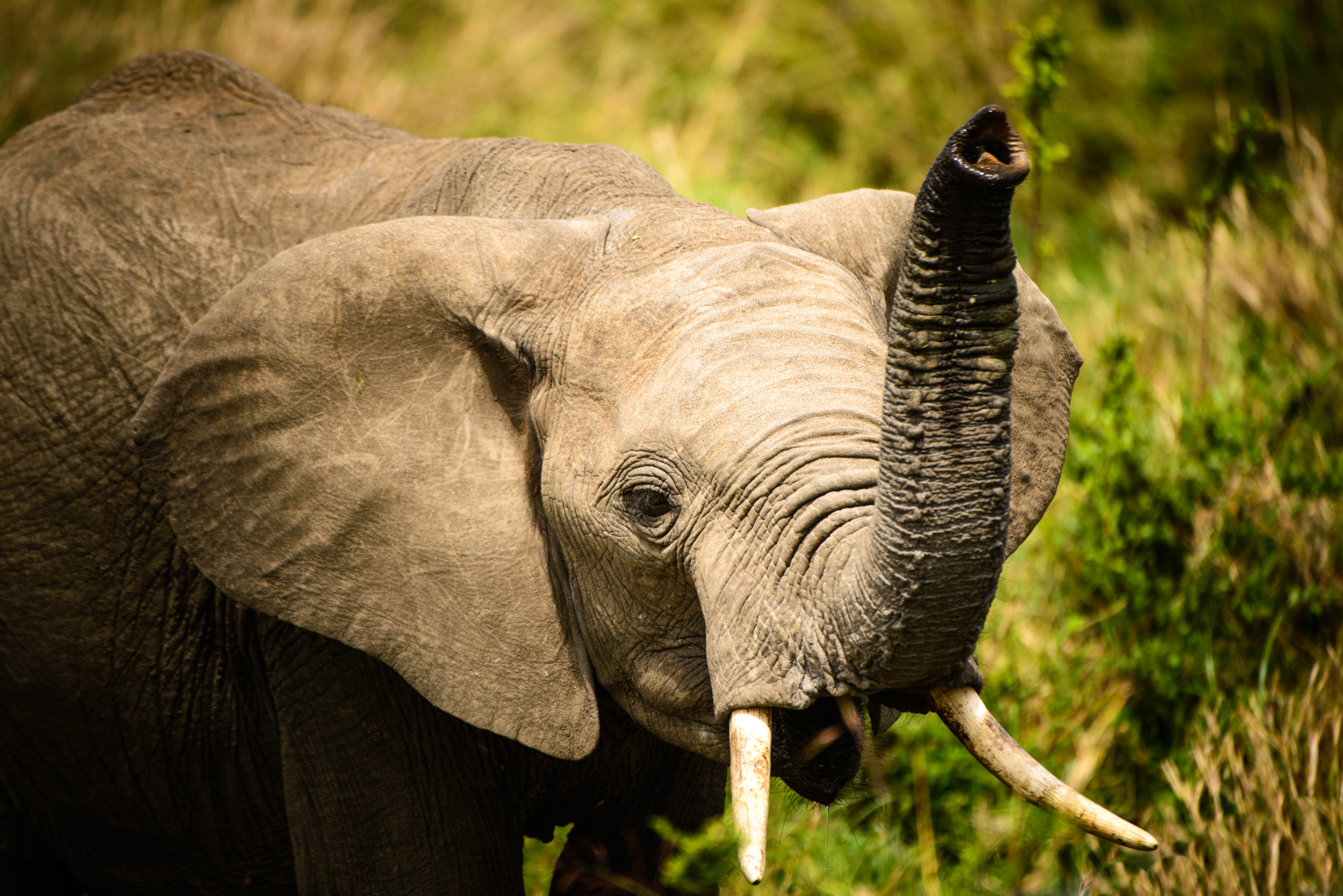 Nikon AF-S Nikkor 200-400mm F4G ED-IF VR sample photo. African elephant in the maasai mara photography