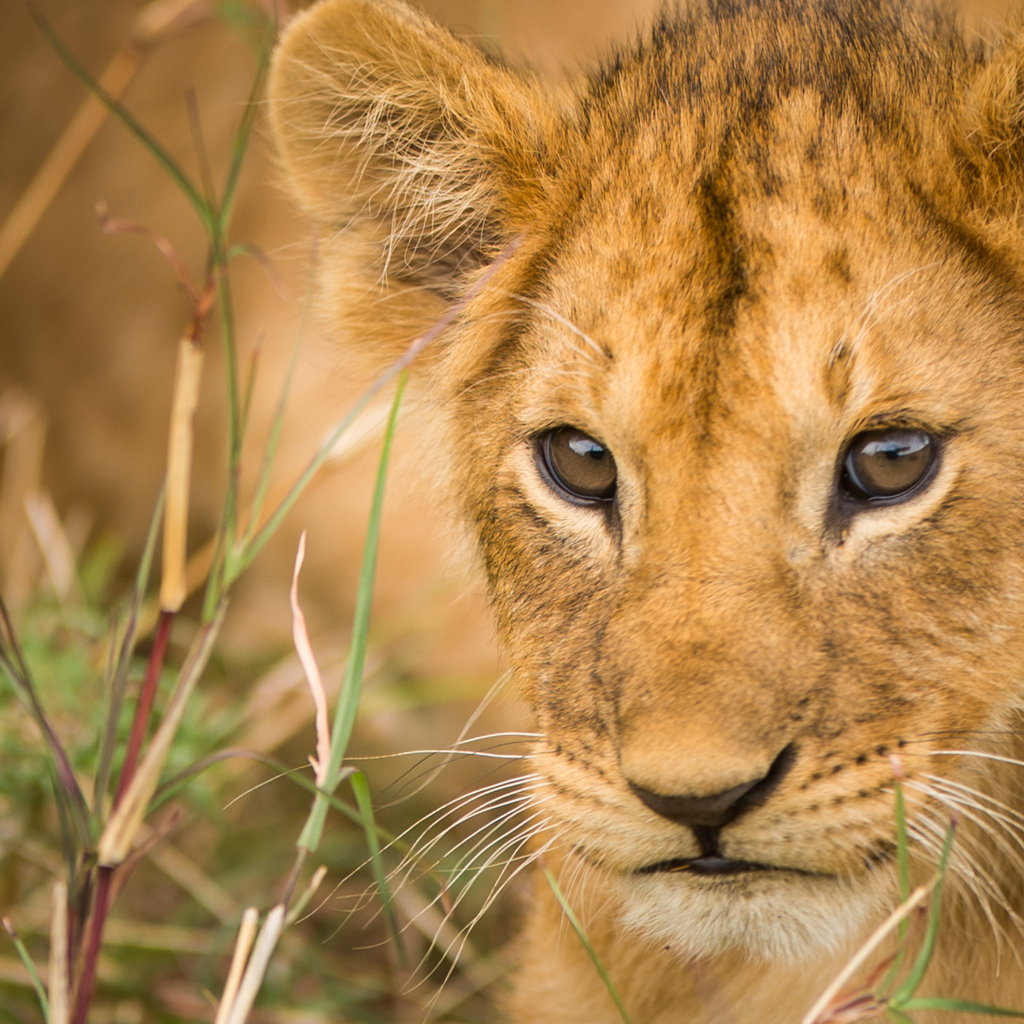 Nikon AF-S Nikkor 200-400mm F4G ED-IF VR sample photo. Lion cub close-up photography