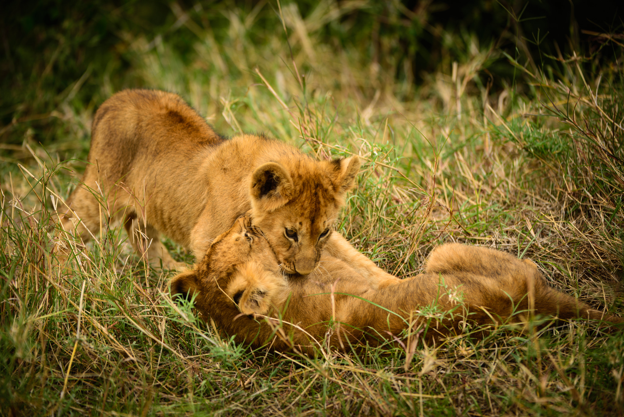 Nikon D600 sample photo. Wild lion cub siblings play photography