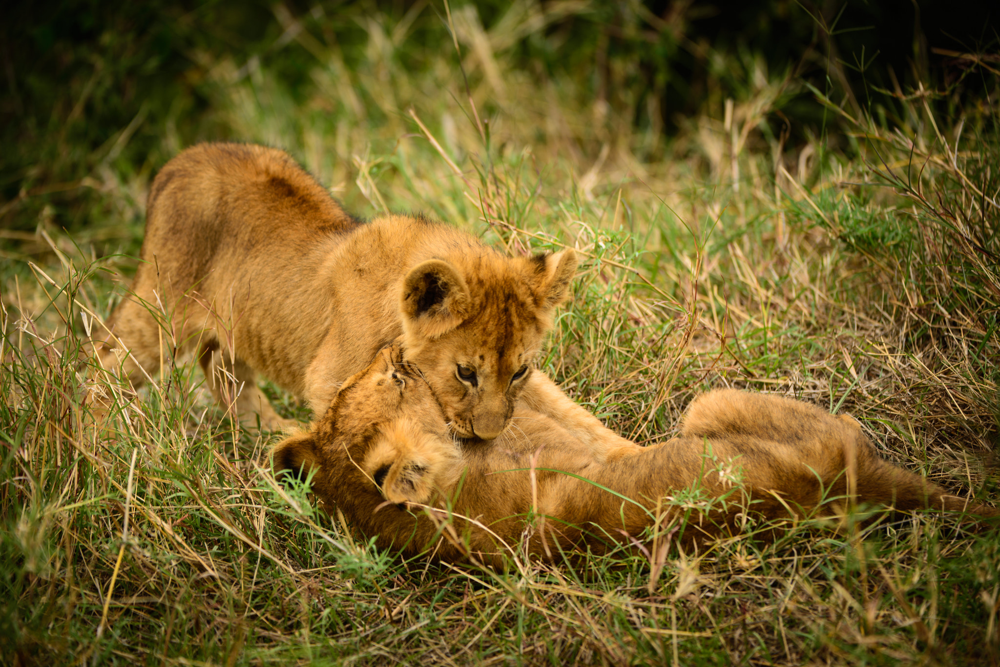 Nikon D600 + Nikon AF-S Nikkor 200-400mm F4G ED-IF VR sample photo. Wild lion cub siblings play photography