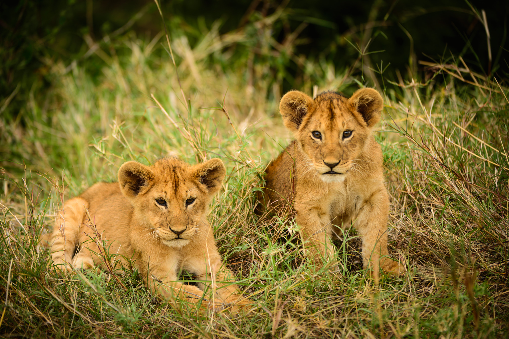 Nikon D600 + Nikon AF-S Nikkor 200-400mm F4G ED-IF VR sample photo. Wild lion cubs photography