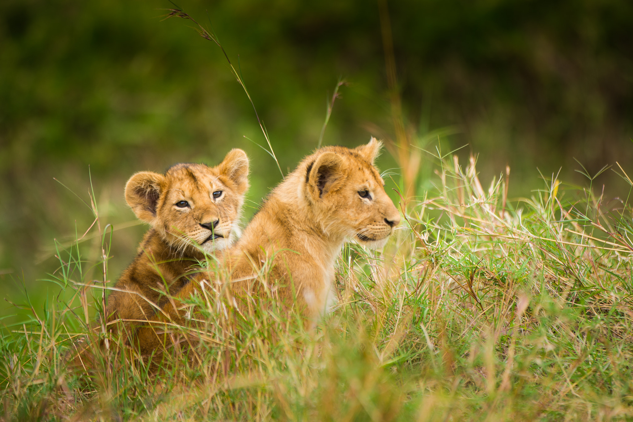 Nikon AF-S Nikkor 200-400mm F4G ED-IF VR sample photo. Young lion cub brothers photography