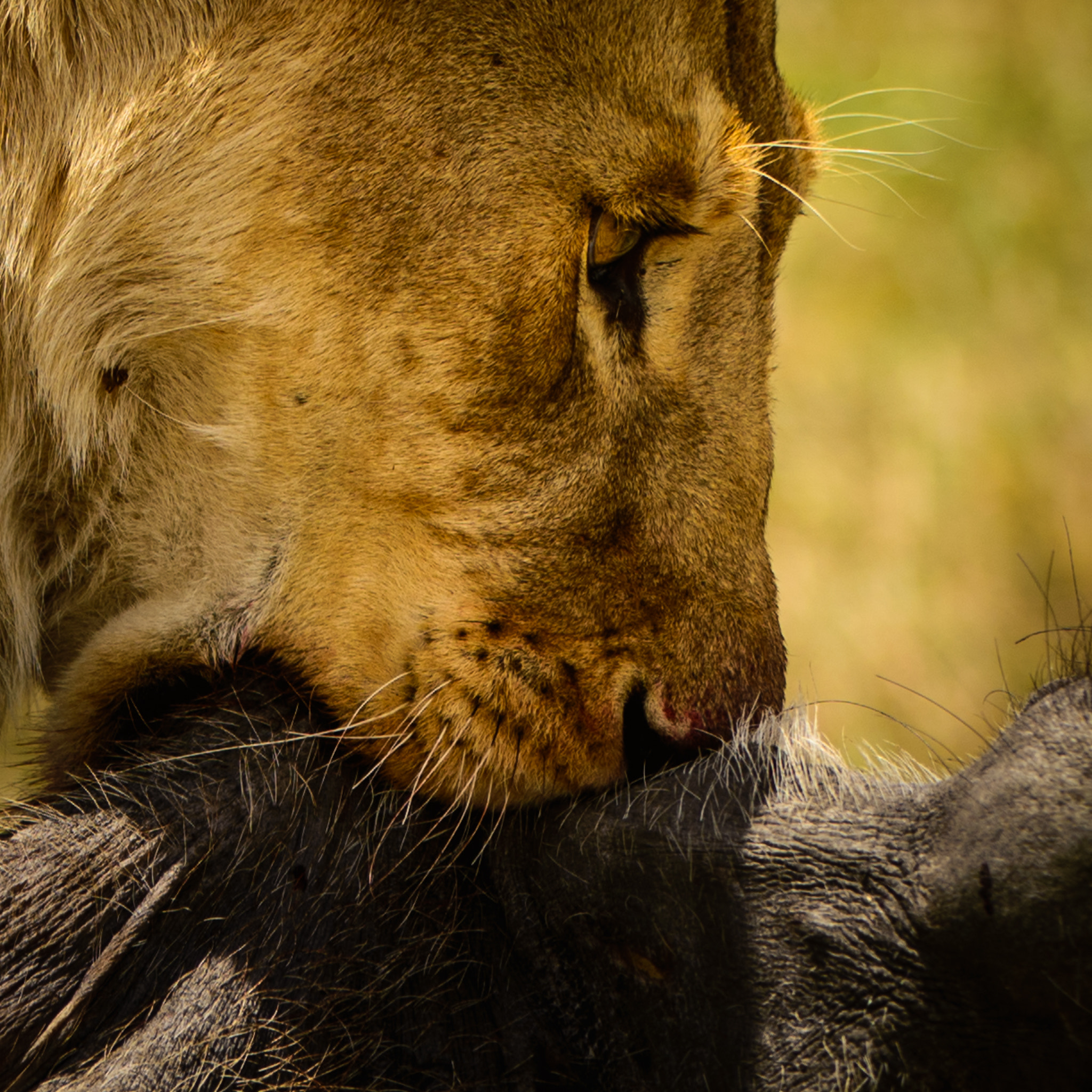 Nikon AF-S Nikkor 200-400mm F4G ED-IF VR sample photo. Lioness with kill photography