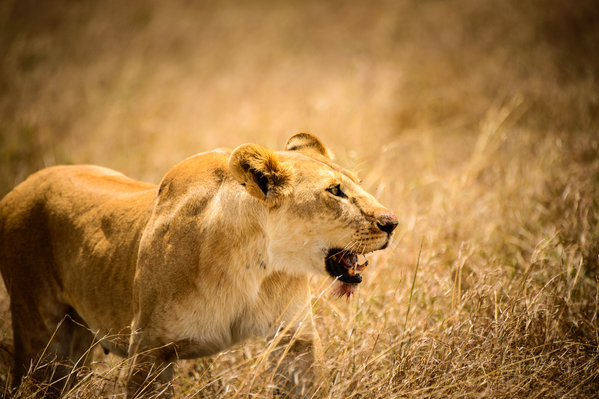 Nikon AF-S Nikkor 200-400mm F4G ED-IF VR sample photo. Wild lioness after taking warthog photography