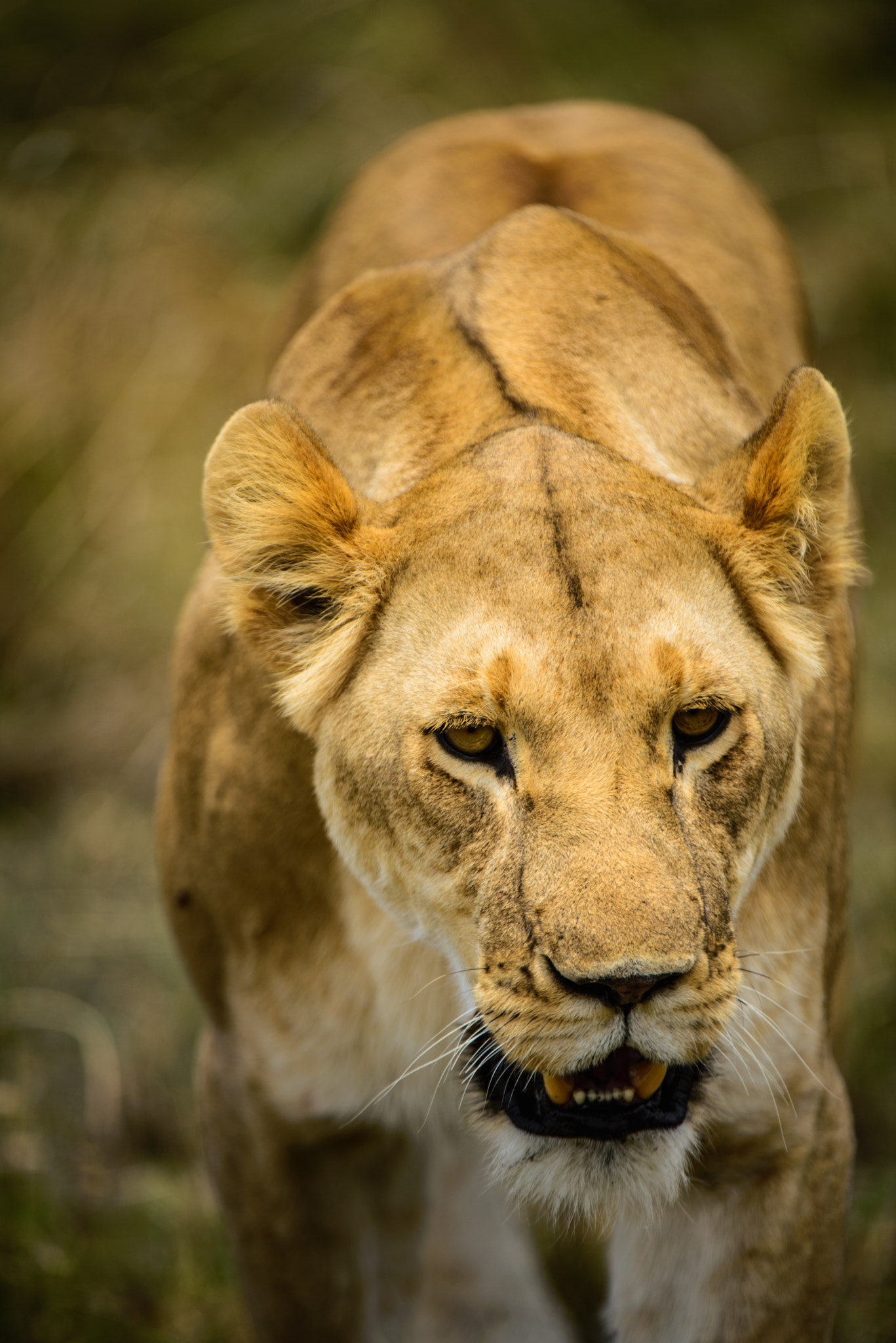 Nikon AF-S Nikkor 200-400mm F4G ED-IF VR sample photo. Lioness in the maasai mara photography