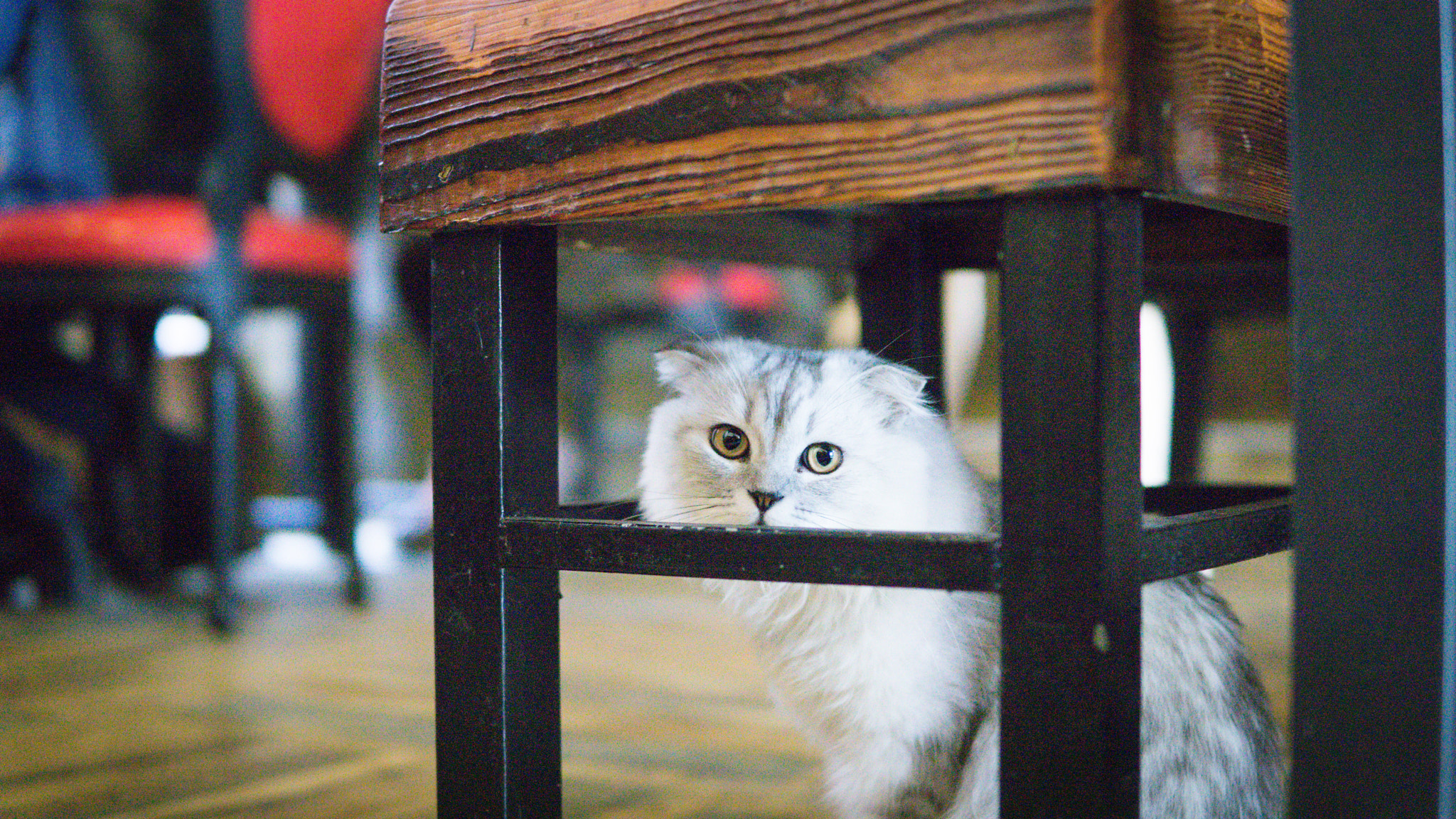Sigma 30mm F1.4 DC DN | C sample photo. Curious photography