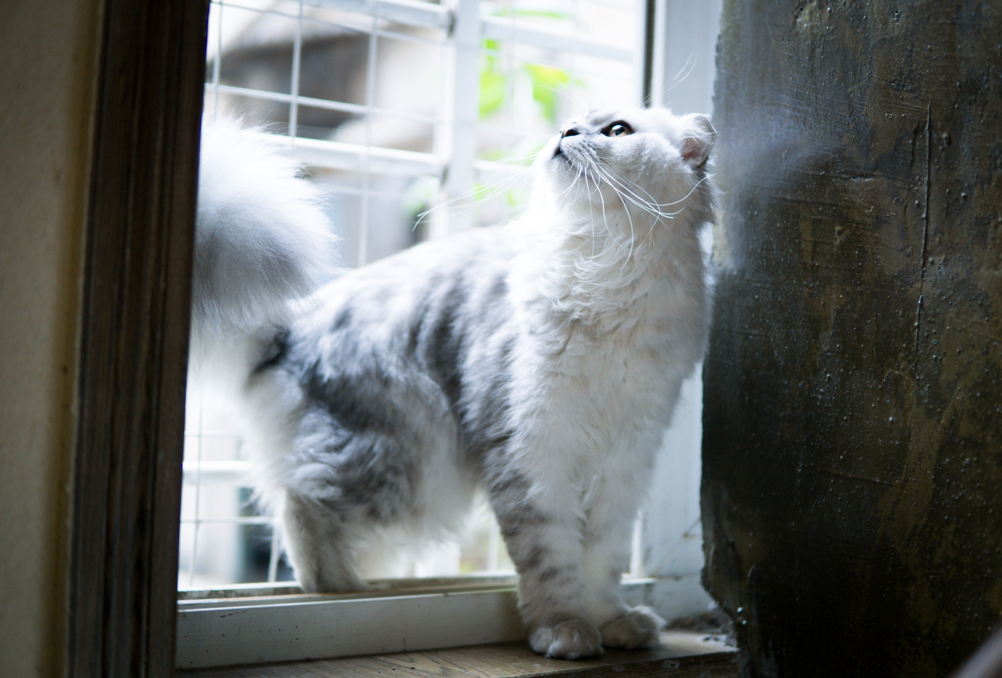 Sony a6000 + Sigma 30mm F1.4 DC DN | C sample photo. Look up photography