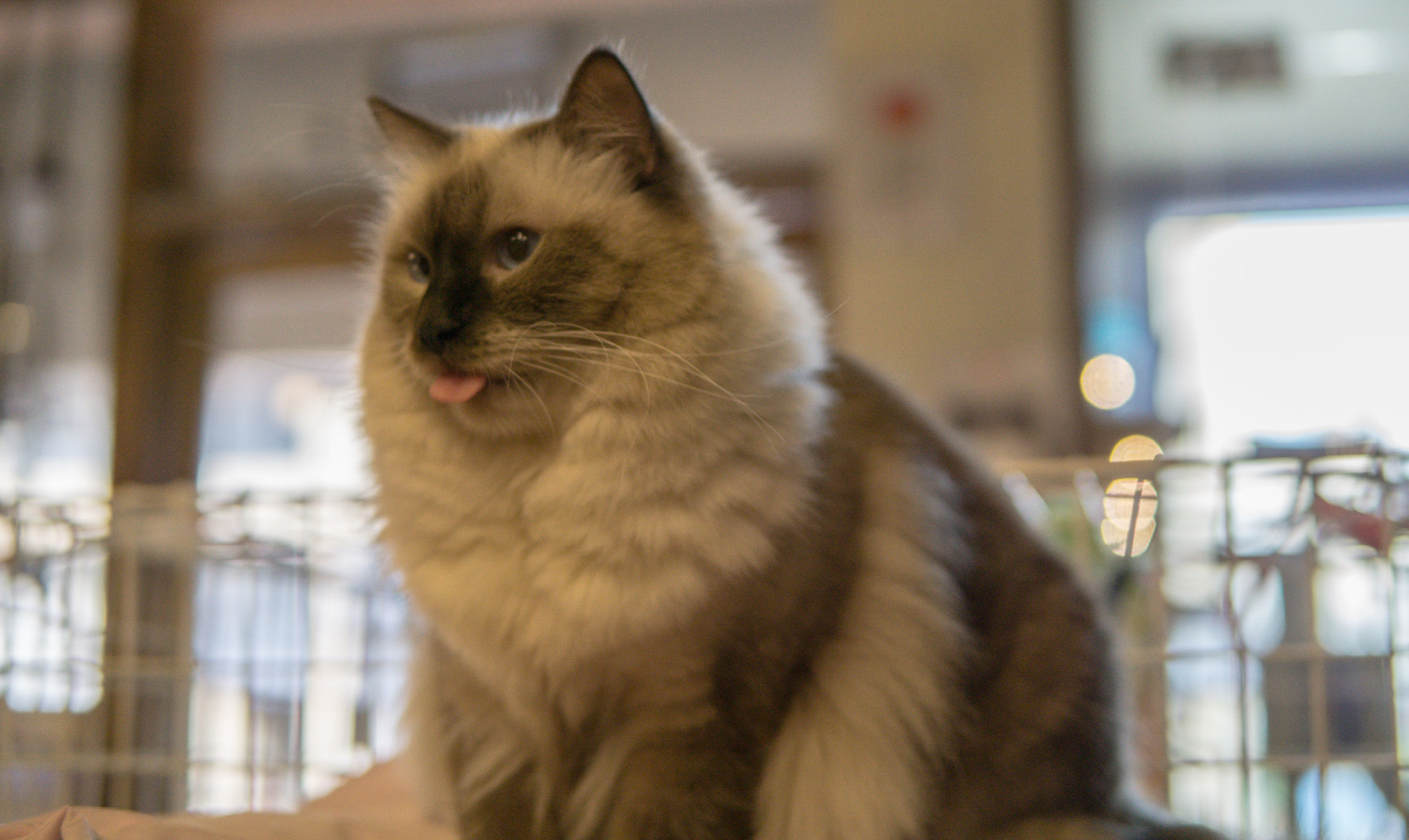 Sony a6000 + Sigma 30mm F1.4 DC DN | C sample photo. Cute photography