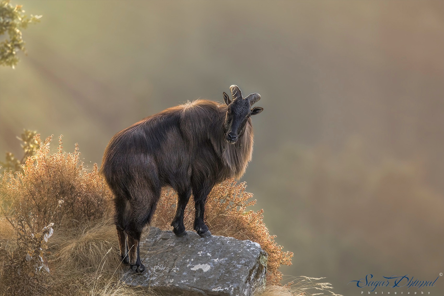 Canon EF 500mm F4L IS II USM sample photo. Himalayan tahr... photography