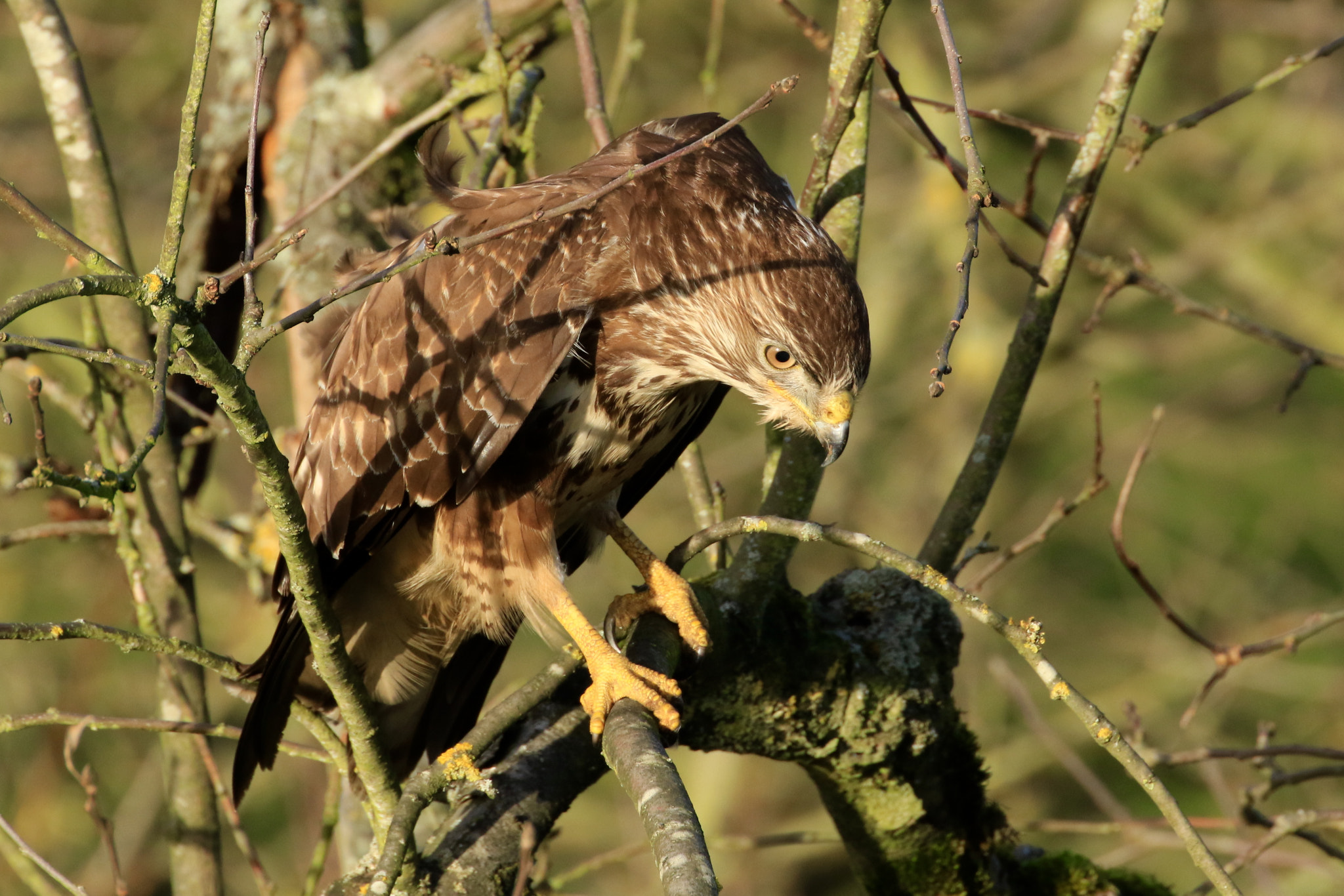 Canon EOS 7D Mark II sample photo. Buzzard ....... i have my eye on something . photography