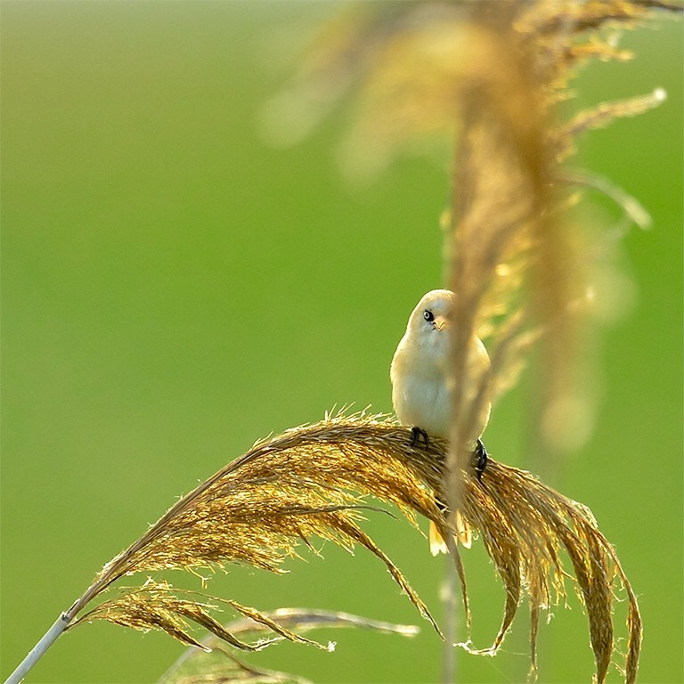 Nikon D4 sample photo. Bearded reeding the adult birds : in the film for me ? photography