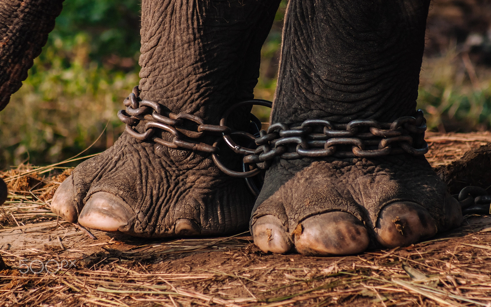Canon EF 75-300mm f/4-5.6 USM sample photo. Chained photography