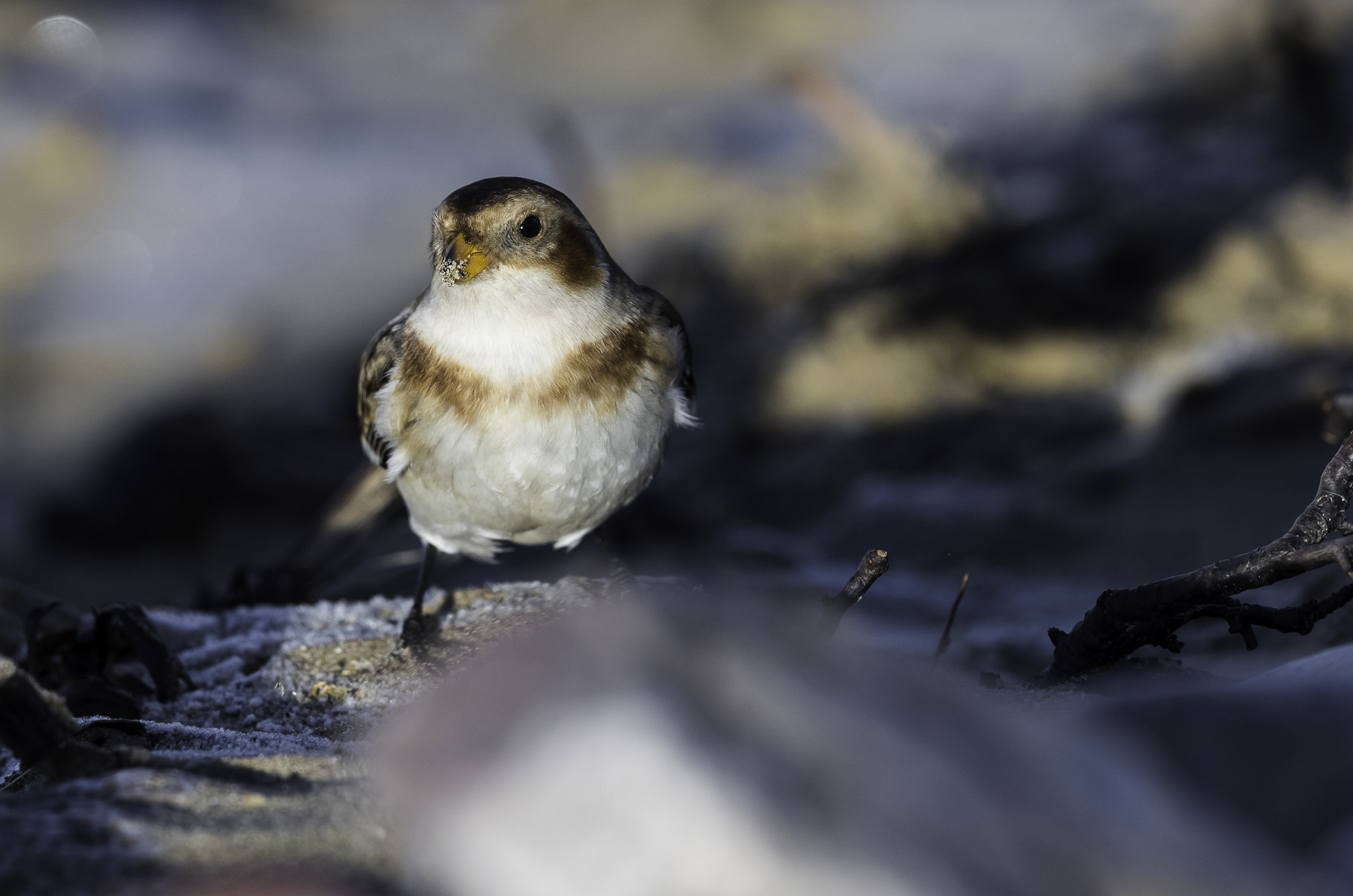 Nikon D810 + Nikon AF-S Nikkor 500mm F4E FL ED VR sample photo. Dsc photography