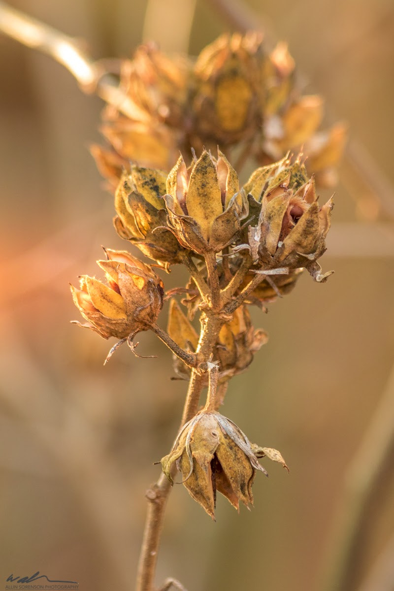 Canon EF 70-300mm F4-5.6 IS USM sample photo. He who marvels at the beauty of the world in summe ... photography