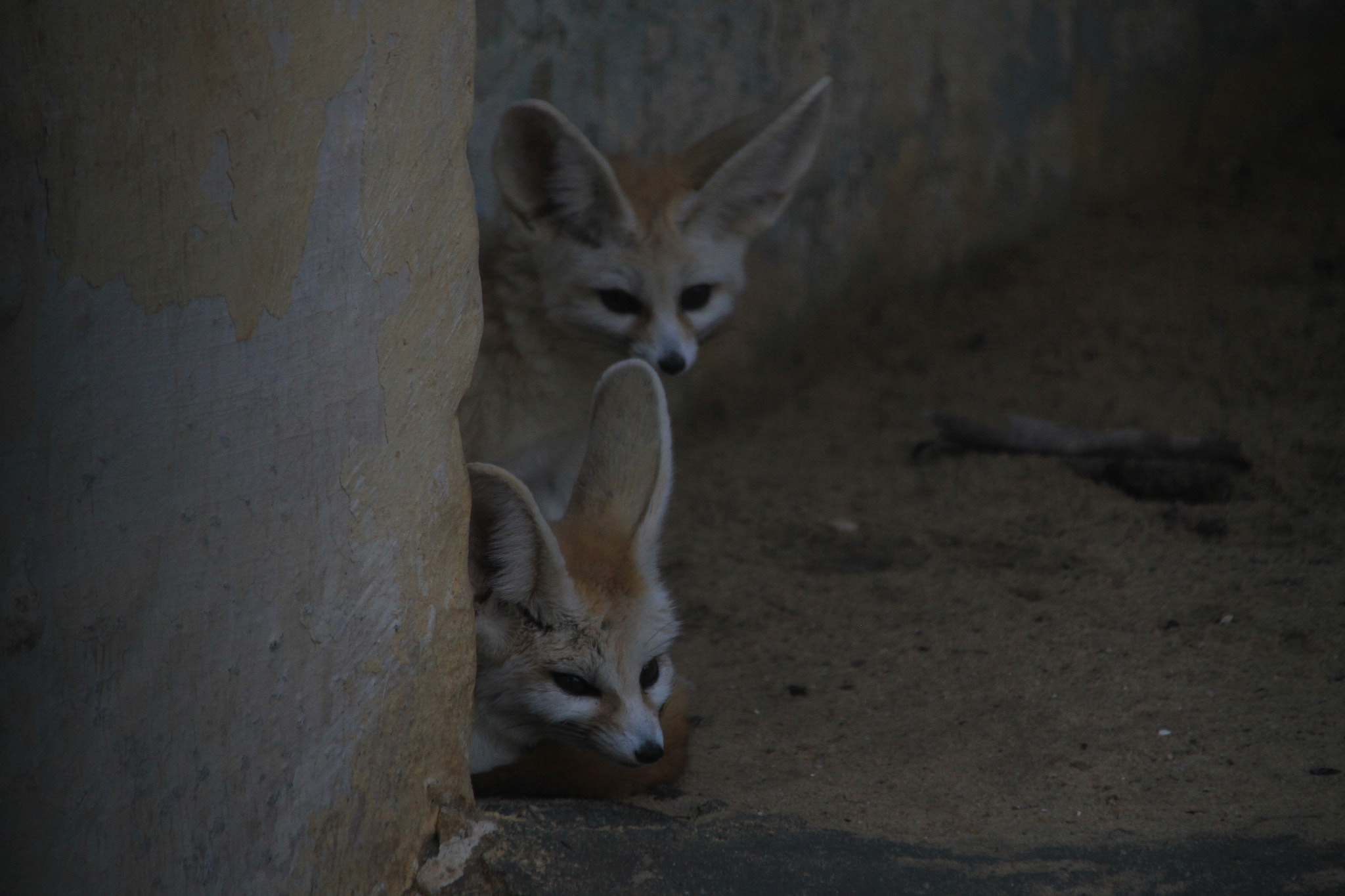 Canon EOS 7D + Canon TS-E 90mm F2.8 Tilt-Shift sample photo. Fennec photography