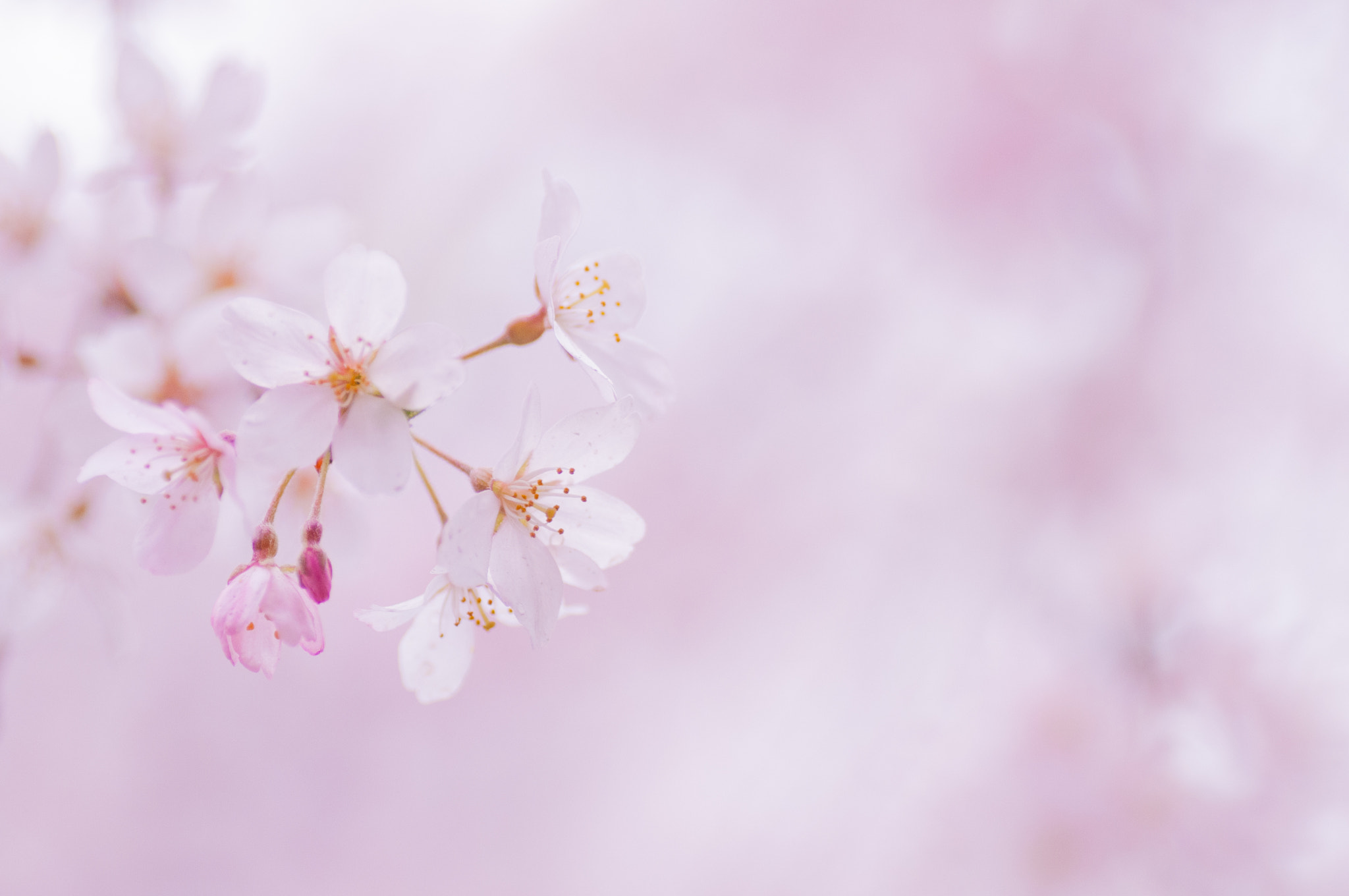 Nikon D300S + Tamron SP 90mm F2.8 Di VC USD 1:1 Macro sample photo. Japanese cherry blossoms photography
