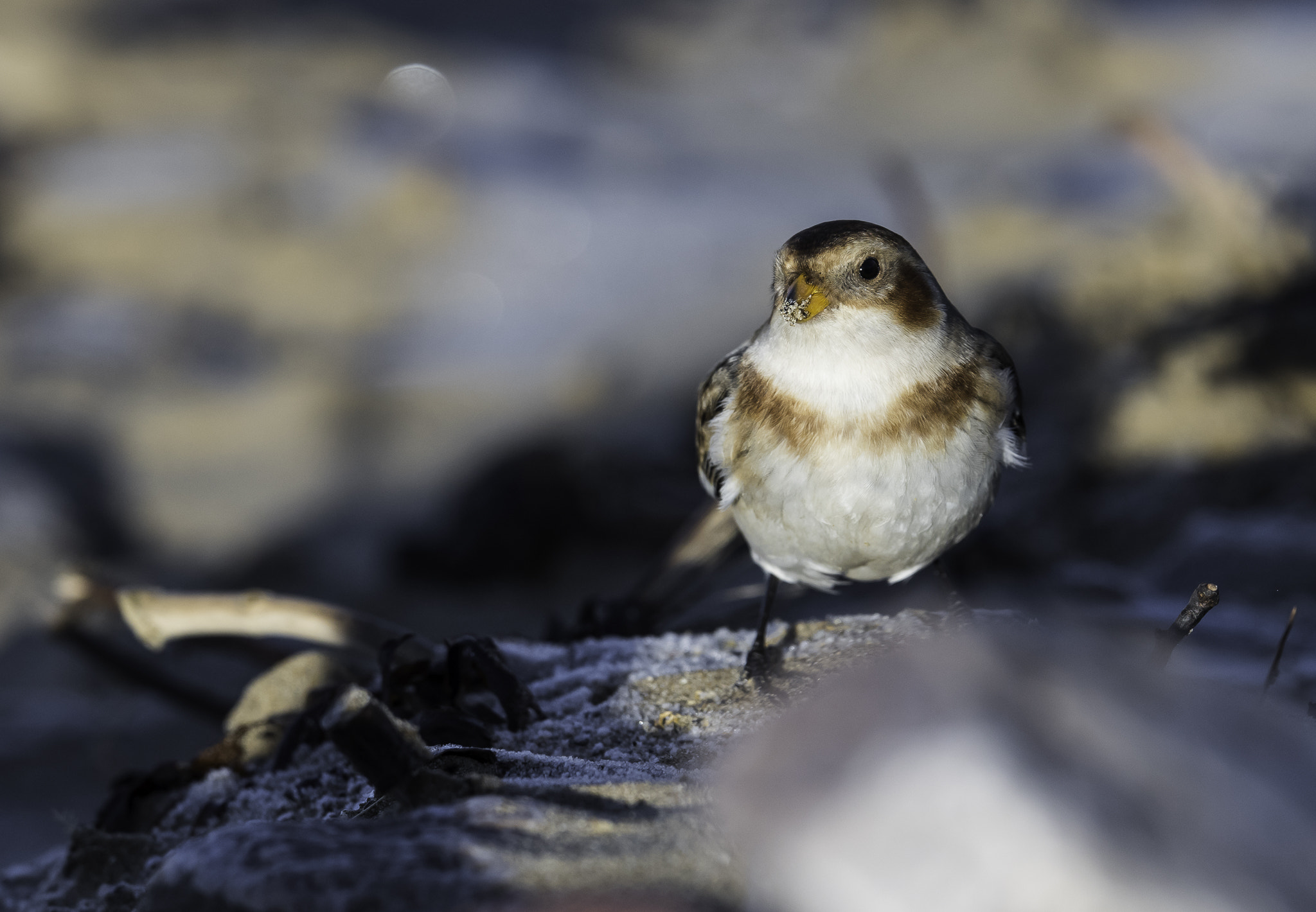 Nikon D810 + Nikon AF-S Nikkor 500mm F4E FL ED VR sample photo. Dsc photography