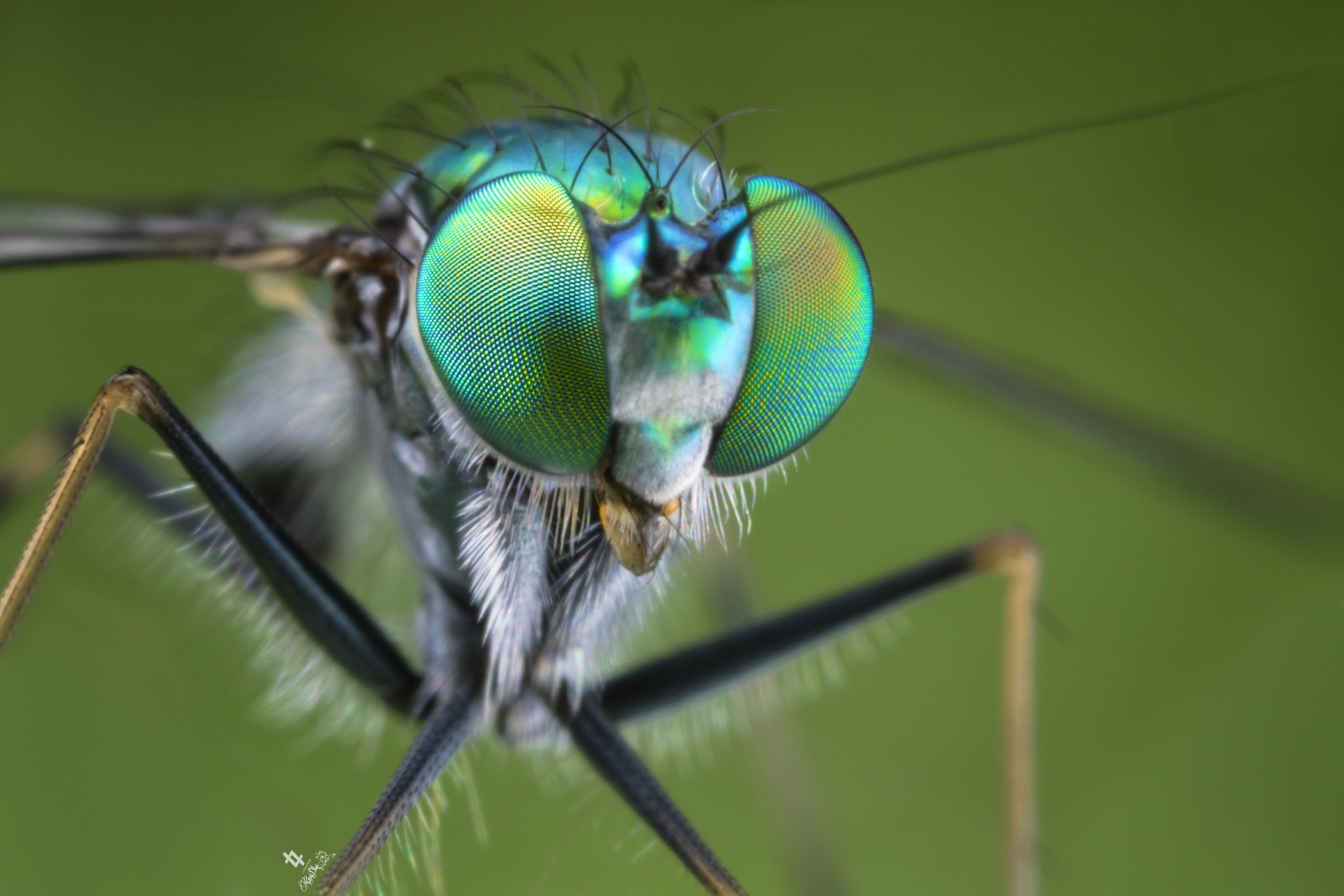 Canon EOS 7D Mark II sample photo. Longlegged fly photography