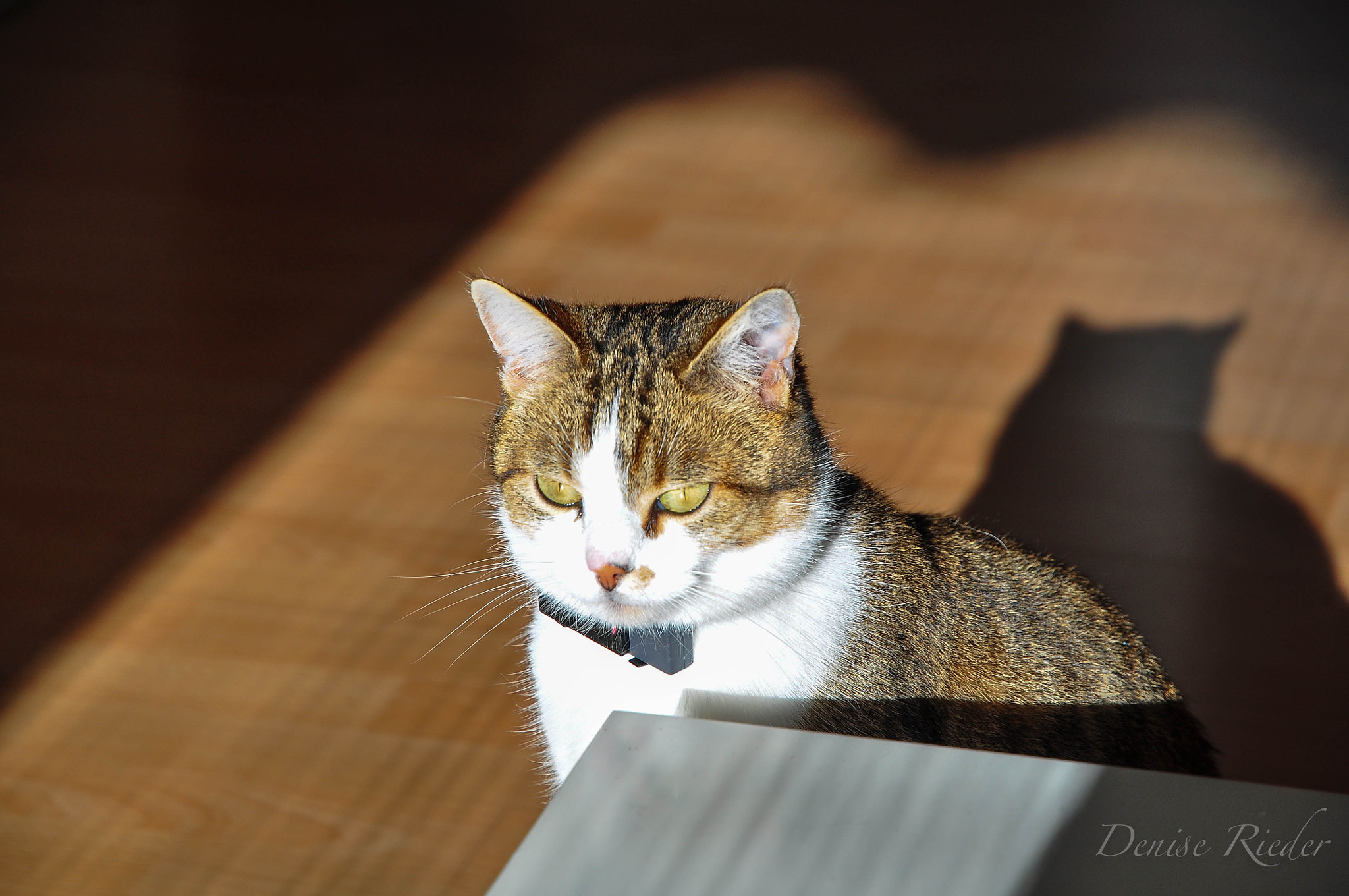 Nikon D5000 sample photo. Light and shadow photography