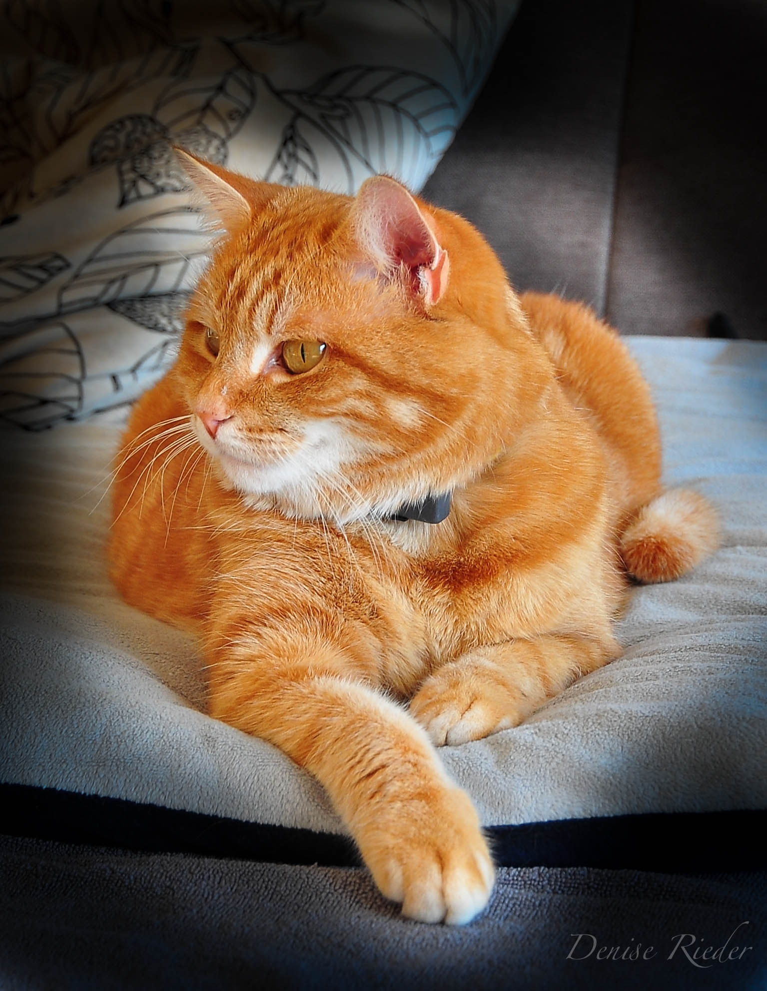 Nikon D5000 sample photo. Caramel photography