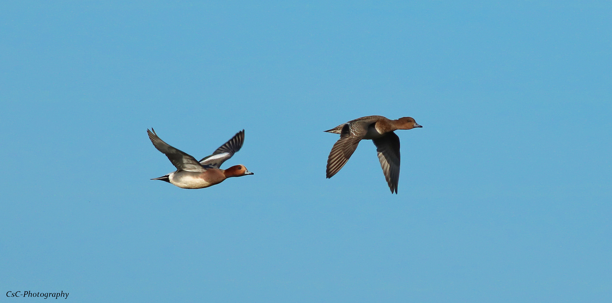 Canon EOS 760D (EOS Rebel T6s / EOS 8000D) + Canon EF 400mm F5.6L USM sample photo. A pair of eurasian wigeon photography