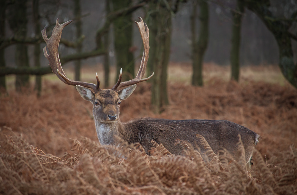 Canon EF-S 55-250mm F4-5.6 IS STM sample photo. Deer in dutch forest photography