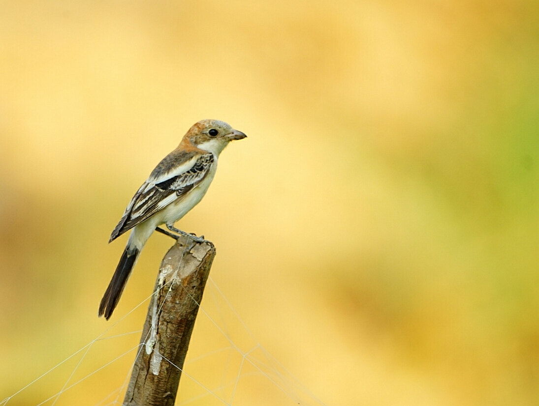 Sony a7 II + Canon EF 500mm F4L IS USM sample photo