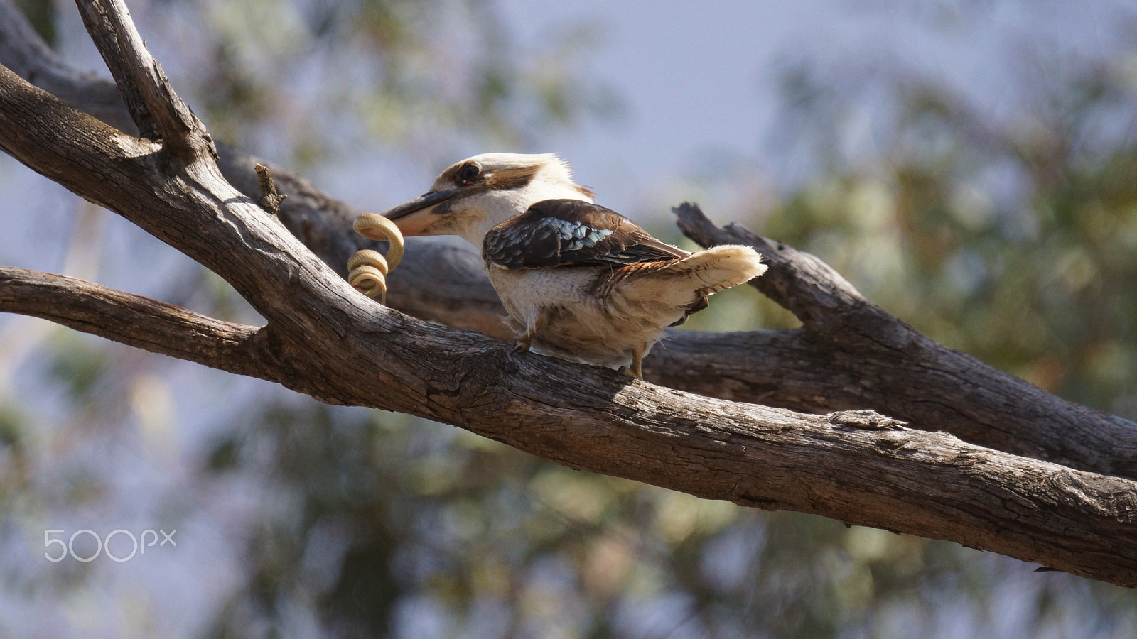 Sony SLT-A77 + Sony 70-400mm F4-5.6 G SSM sample photo. Kookaburra enjoying the kill & the feed!!! photography