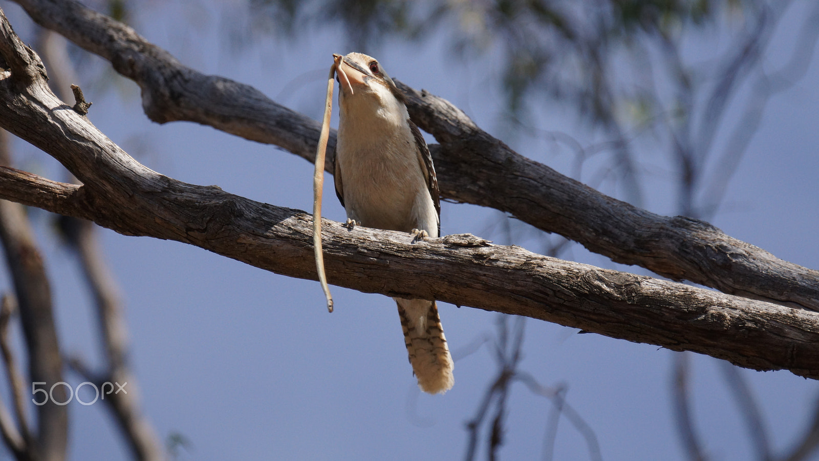 Sony SLT-A77 + Sony 70-400mm F4-5.6 G SSM sample photo. Kookaburra enjoying the kill & the feed!!! photography