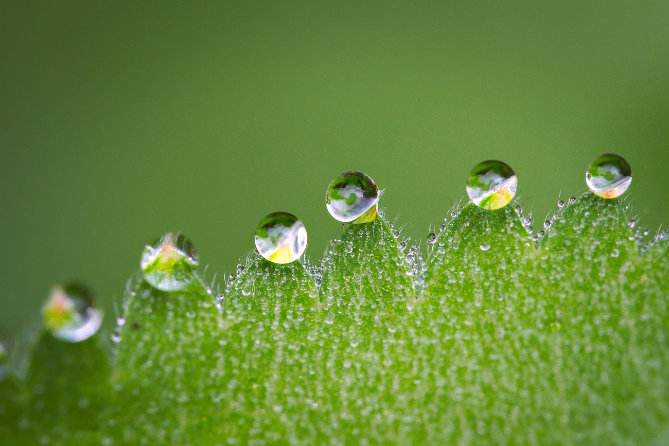 Nikon D3200 sample photo. Drops photography