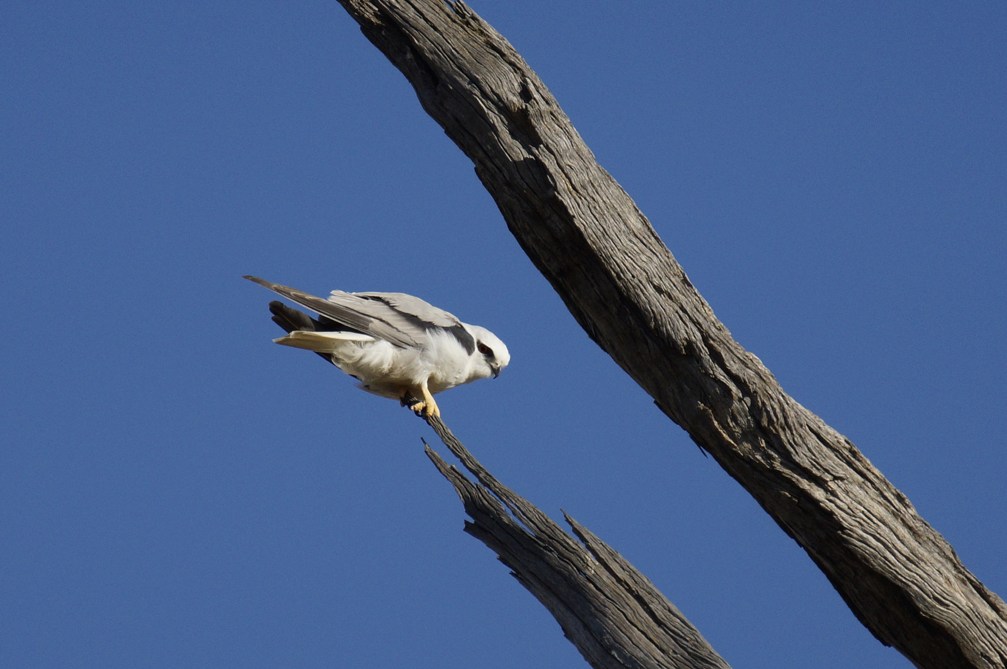 Sony SLT-A77 + Sony 70-400mm F4-5.6 G SSM sample photo. Black-shouldered kite (elanus axillaris) photography