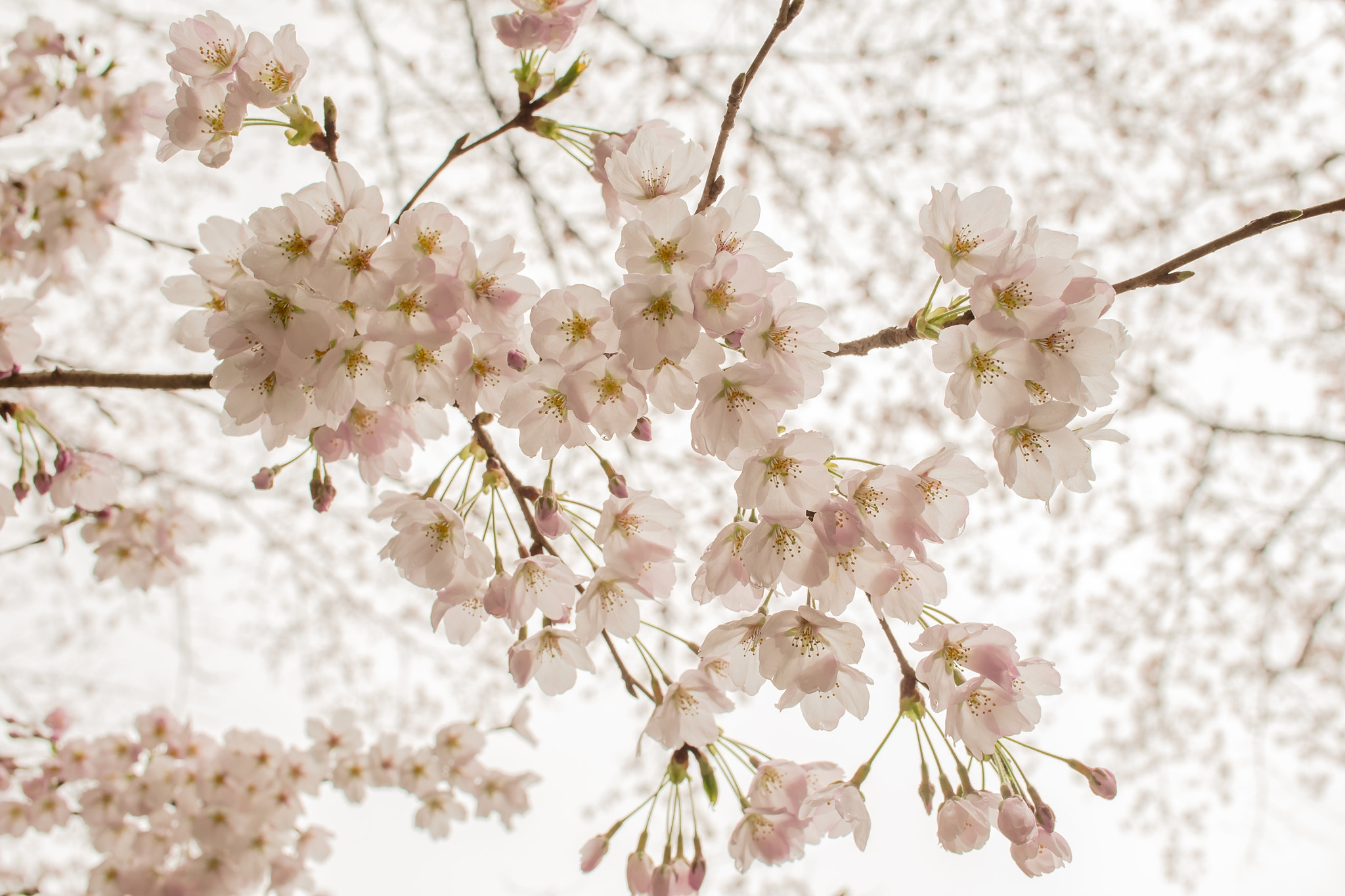 Fujifilm X-Pro1 + ZEISS Touit 32mm F1.8 sample photo. Remember that spring day photography