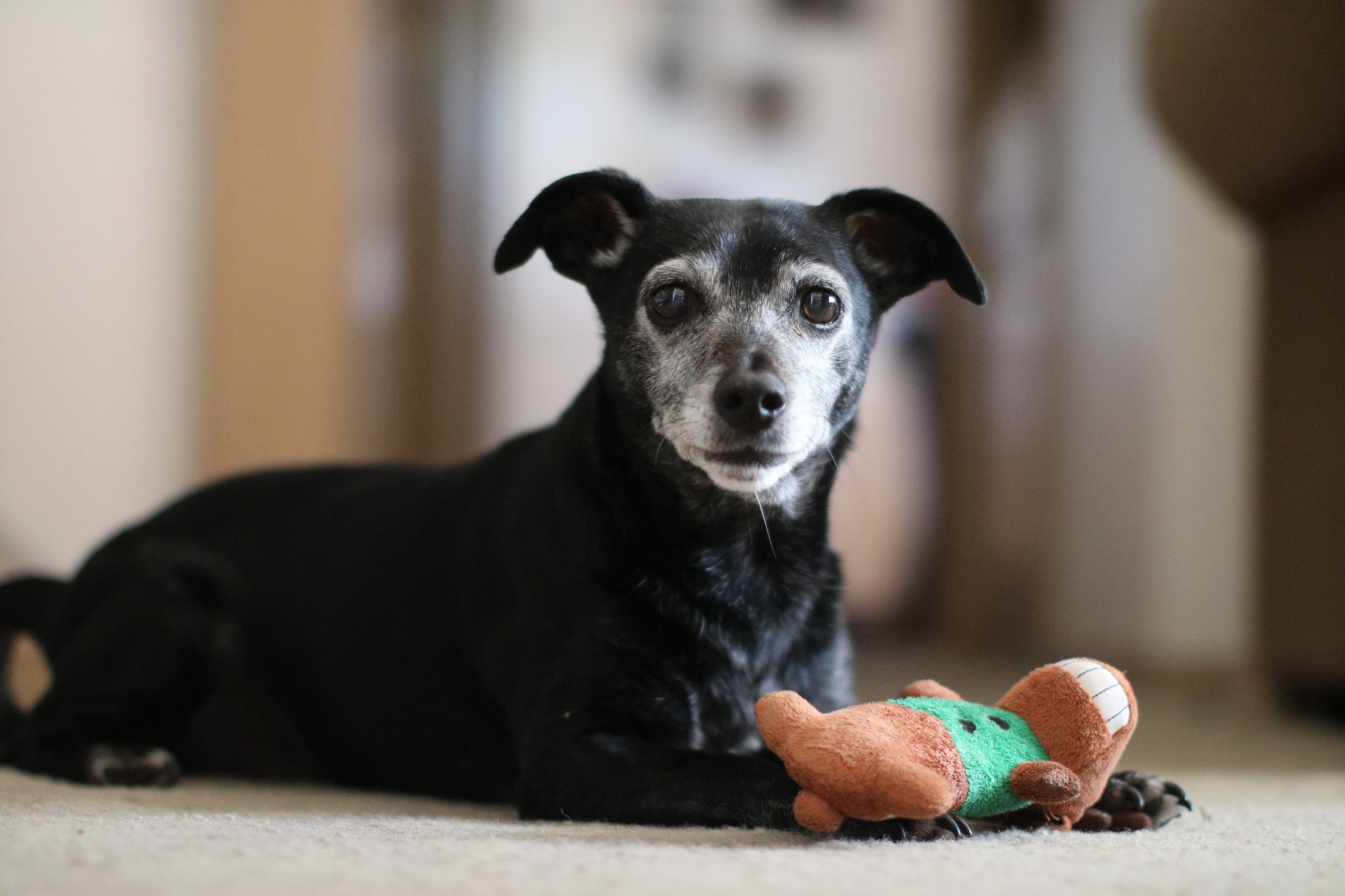 Canon EOS 750D (EOS Rebel T6i / EOS Kiss X8i) + Canon EF 50mm F1.2L USM sample photo. Rocco photography
