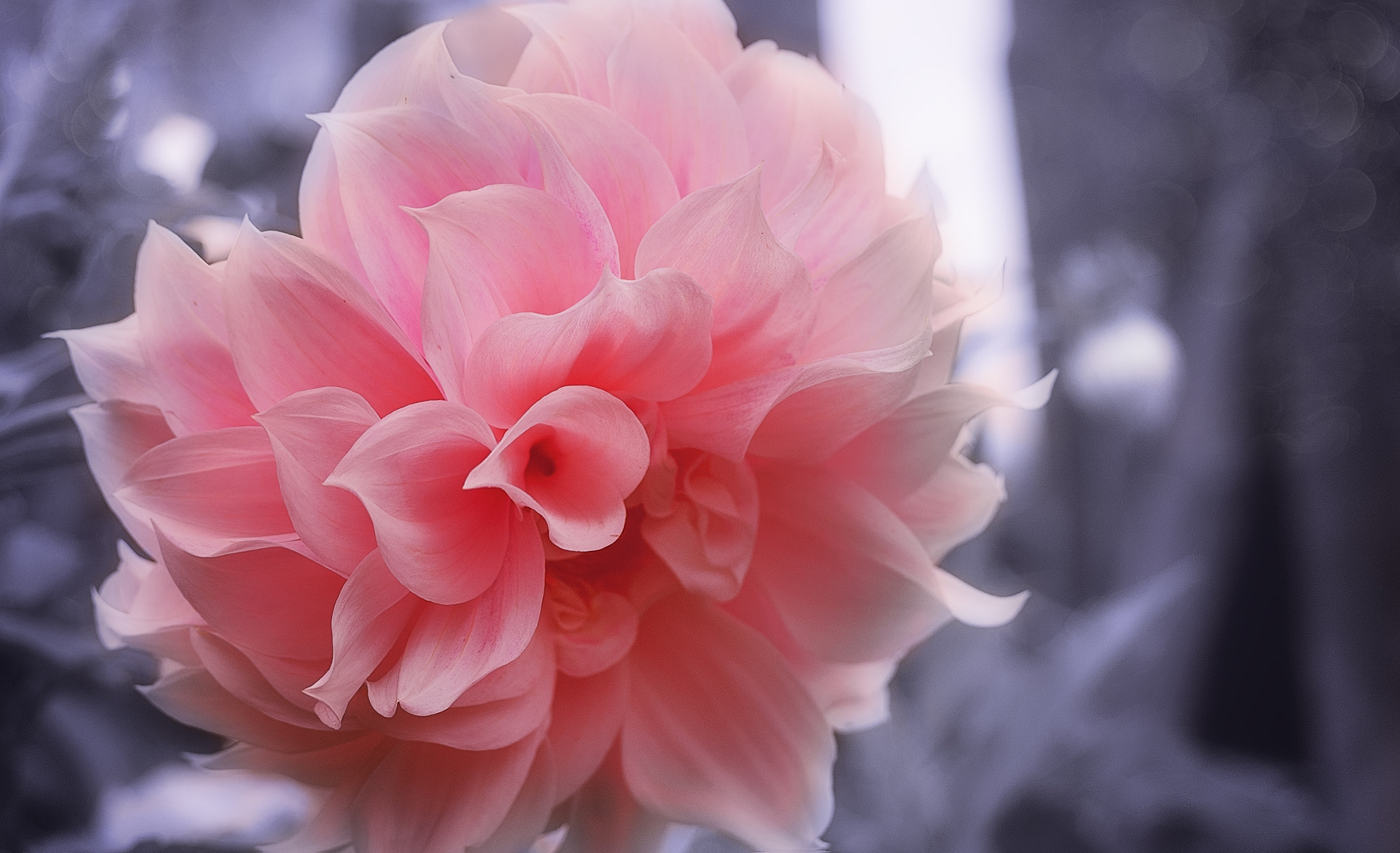 Olympus OM-D E-M5 II sample photo. Dahlia pink photography