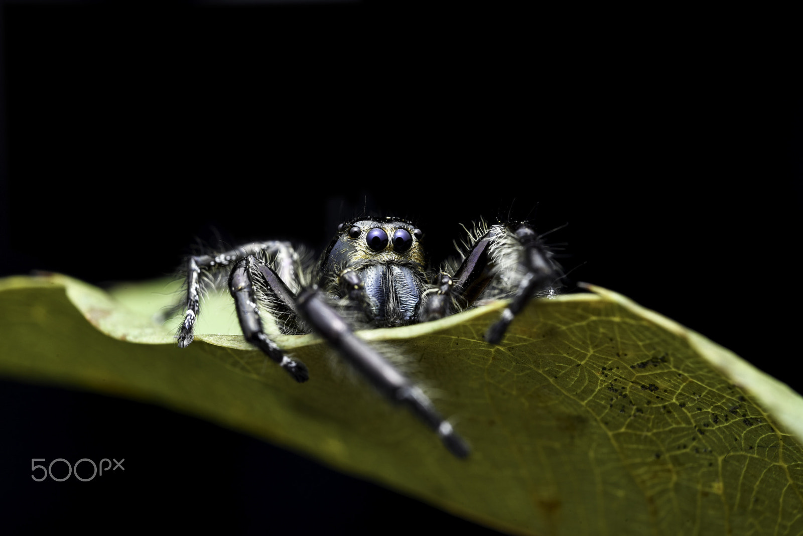 Nikon AF Micro-Nikkor 60mm F2.8D sample photo. Hyllus diardi (male photography