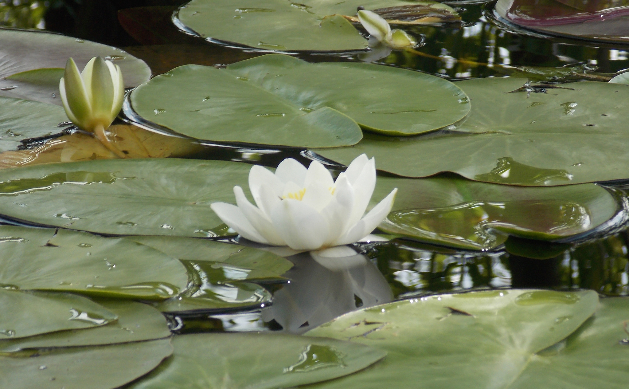 Nikon COOLPIX L320 sample photo. Water lily photography