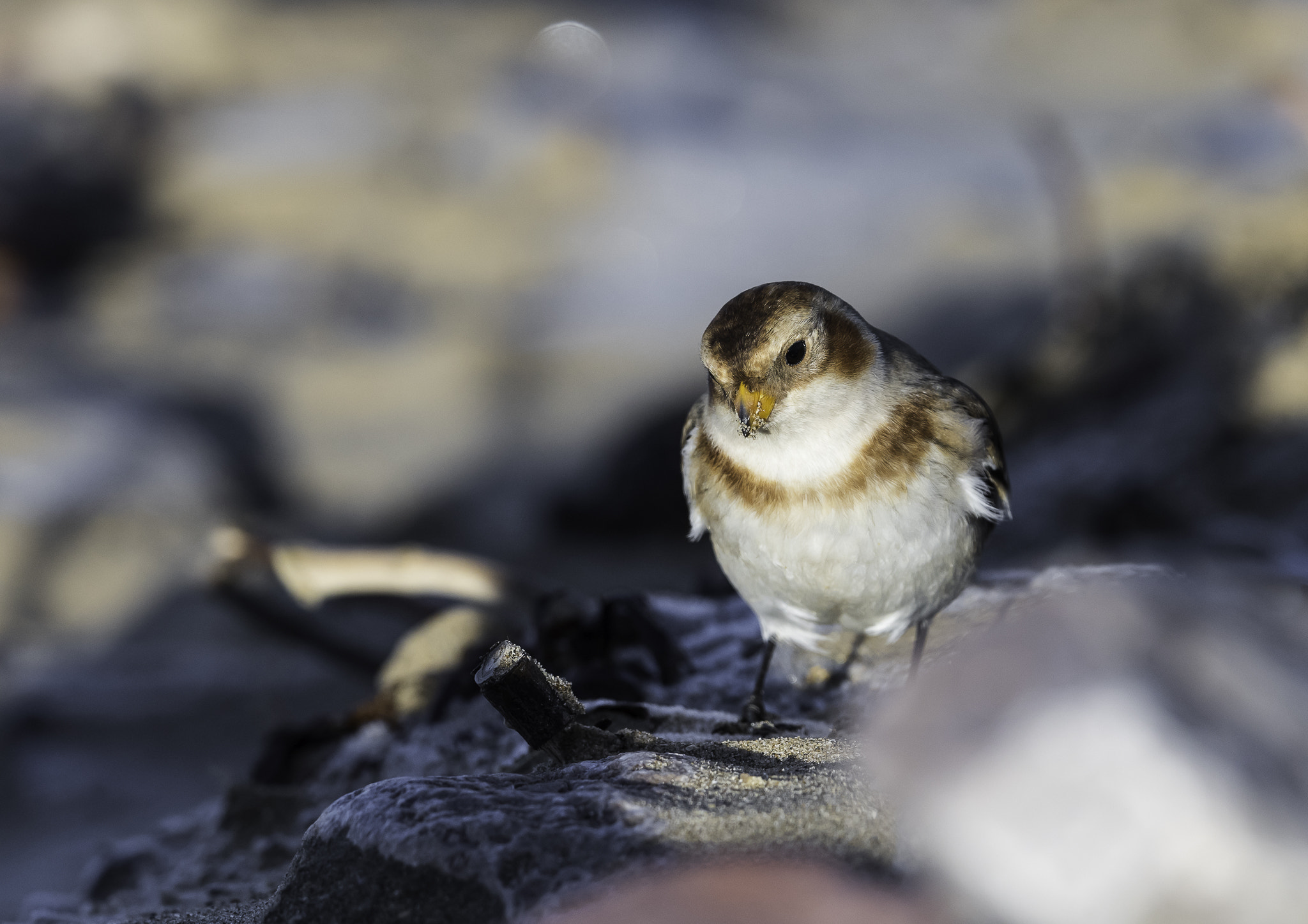 Nikon D810 + Nikon AF-S Nikkor 500mm F4E FL ED VR sample photo. Dsc photography