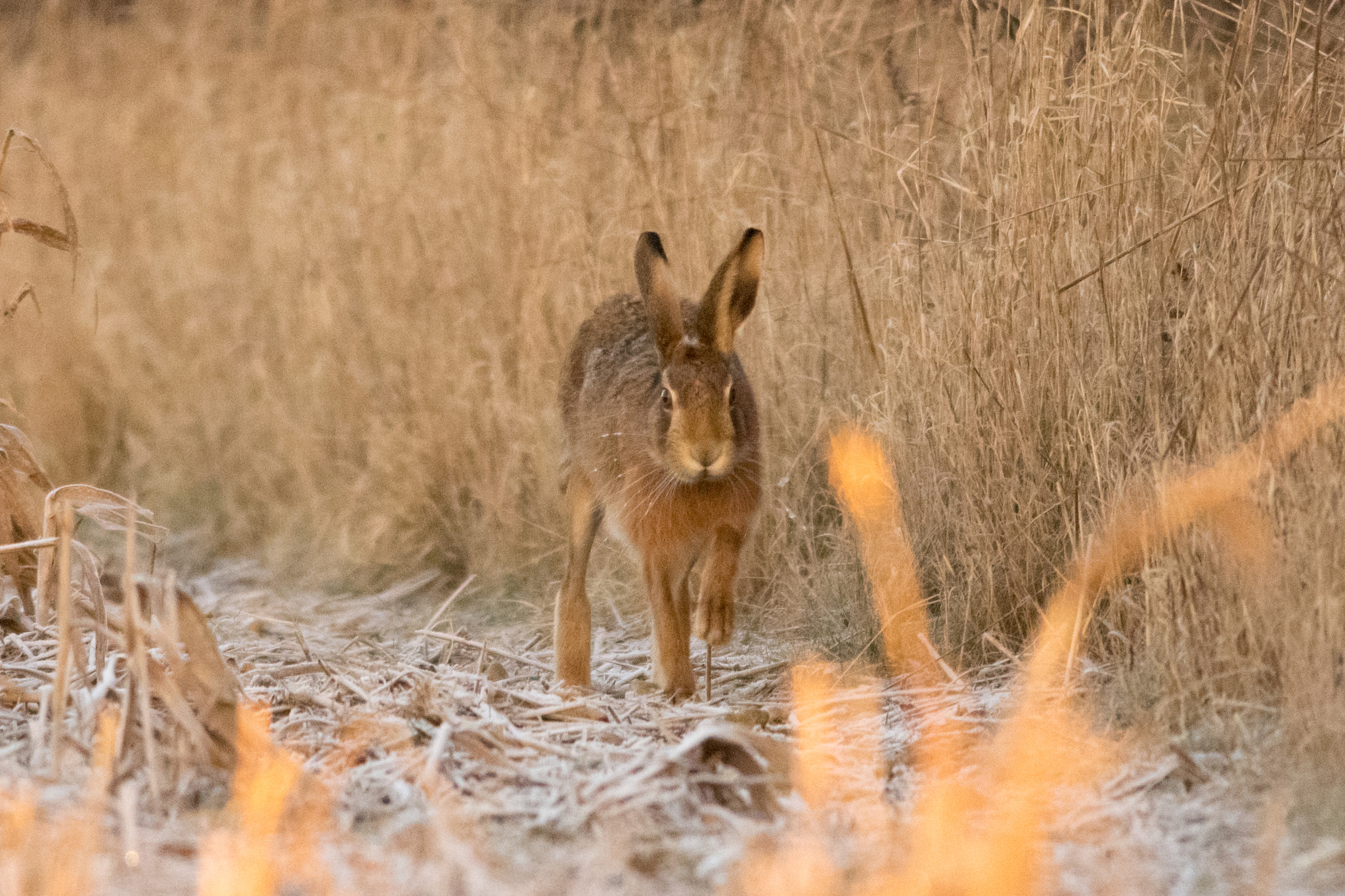 Nikon D5300 + Nikon AF-S Nikkor 300mm F4D ED-IF sample photo. Christmas hare photography