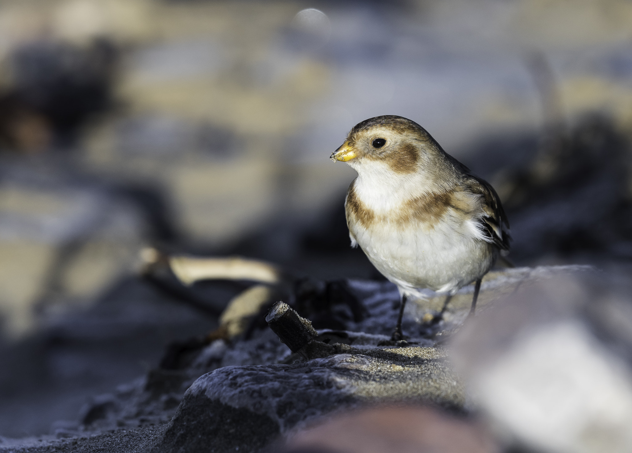 Nikon D810 + Nikon AF-S Nikkor 500mm F4E FL ED VR sample photo. Dsc photography